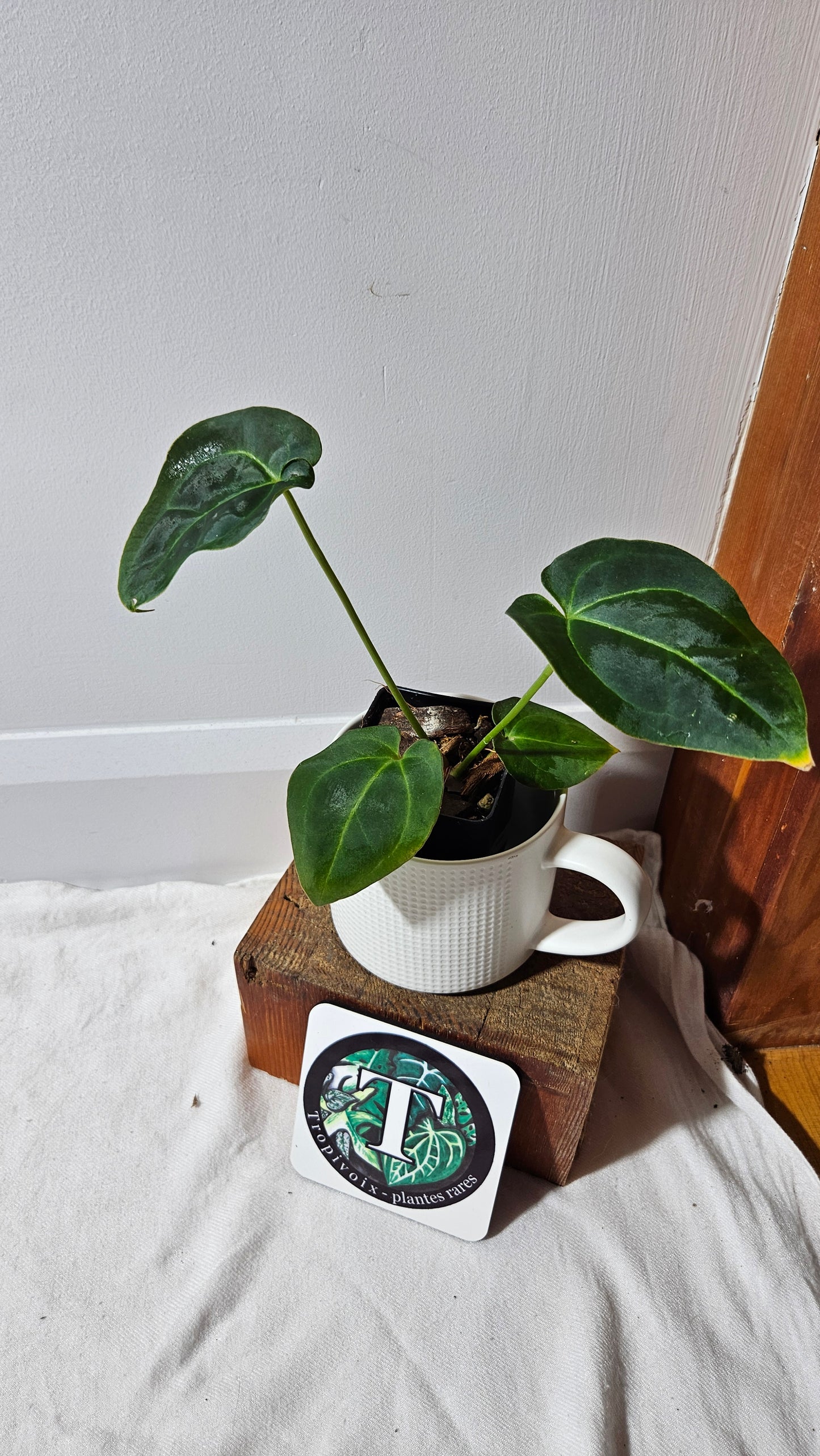 Anthurium Metallicum X Besseae "Format MOYEN" (ANT-641)