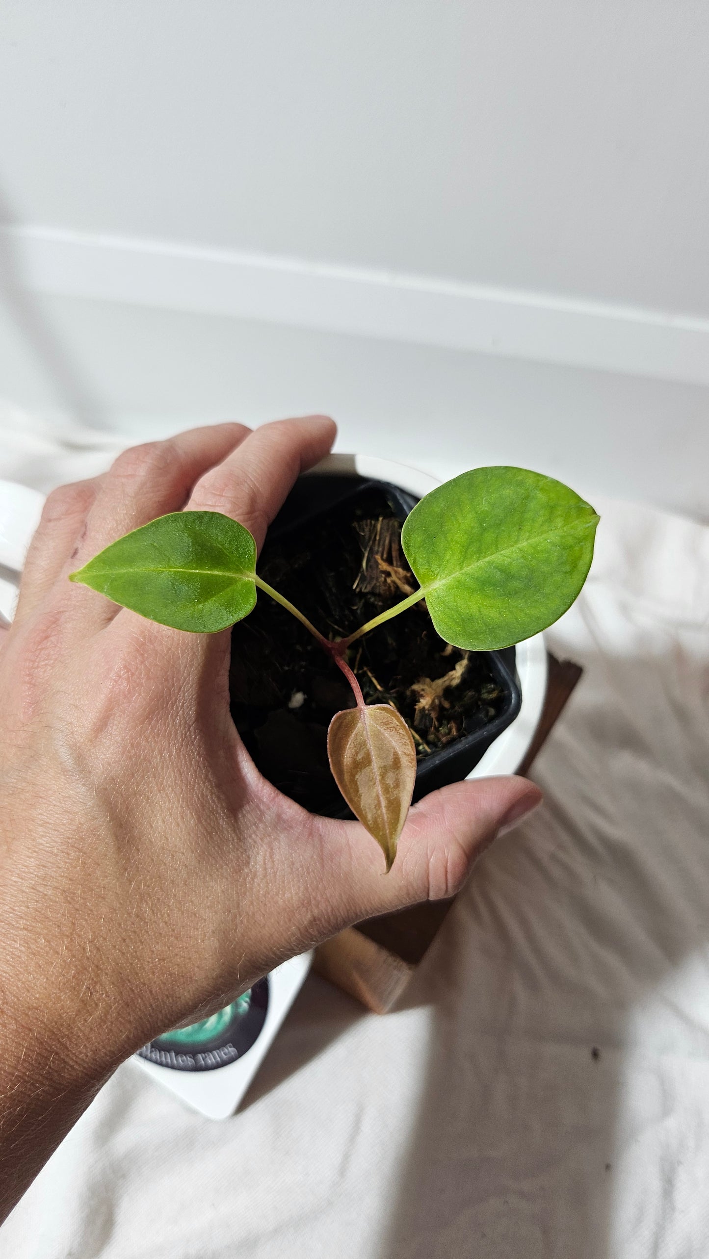 Anthurium  Dorayaki Silver "format SEEDLING" (ANT-184)