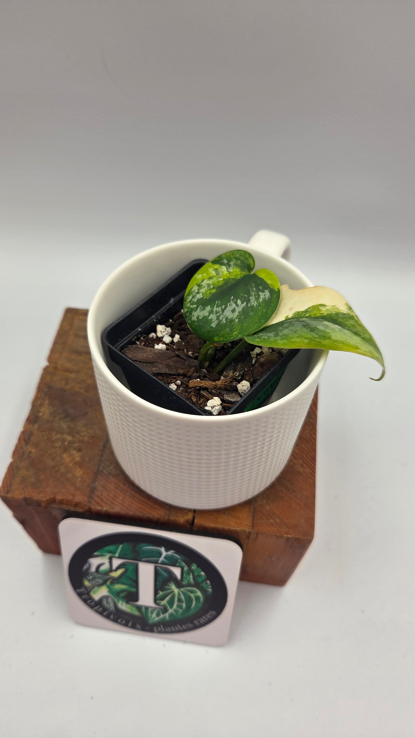 Scindapsus Geulis (SCI-1480)