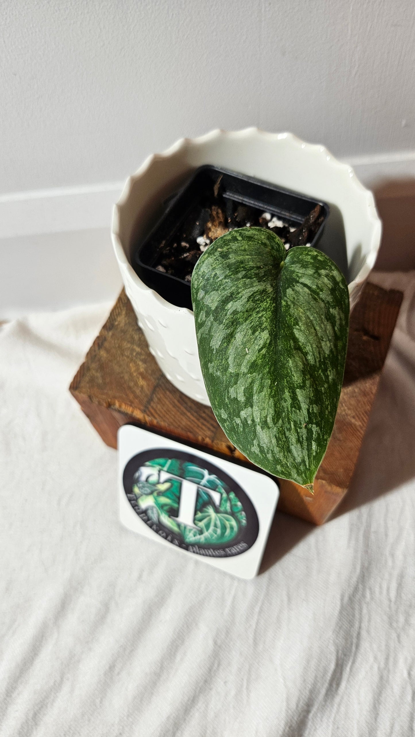 Scindapsus Exotica Pictus mint (SCI-980)