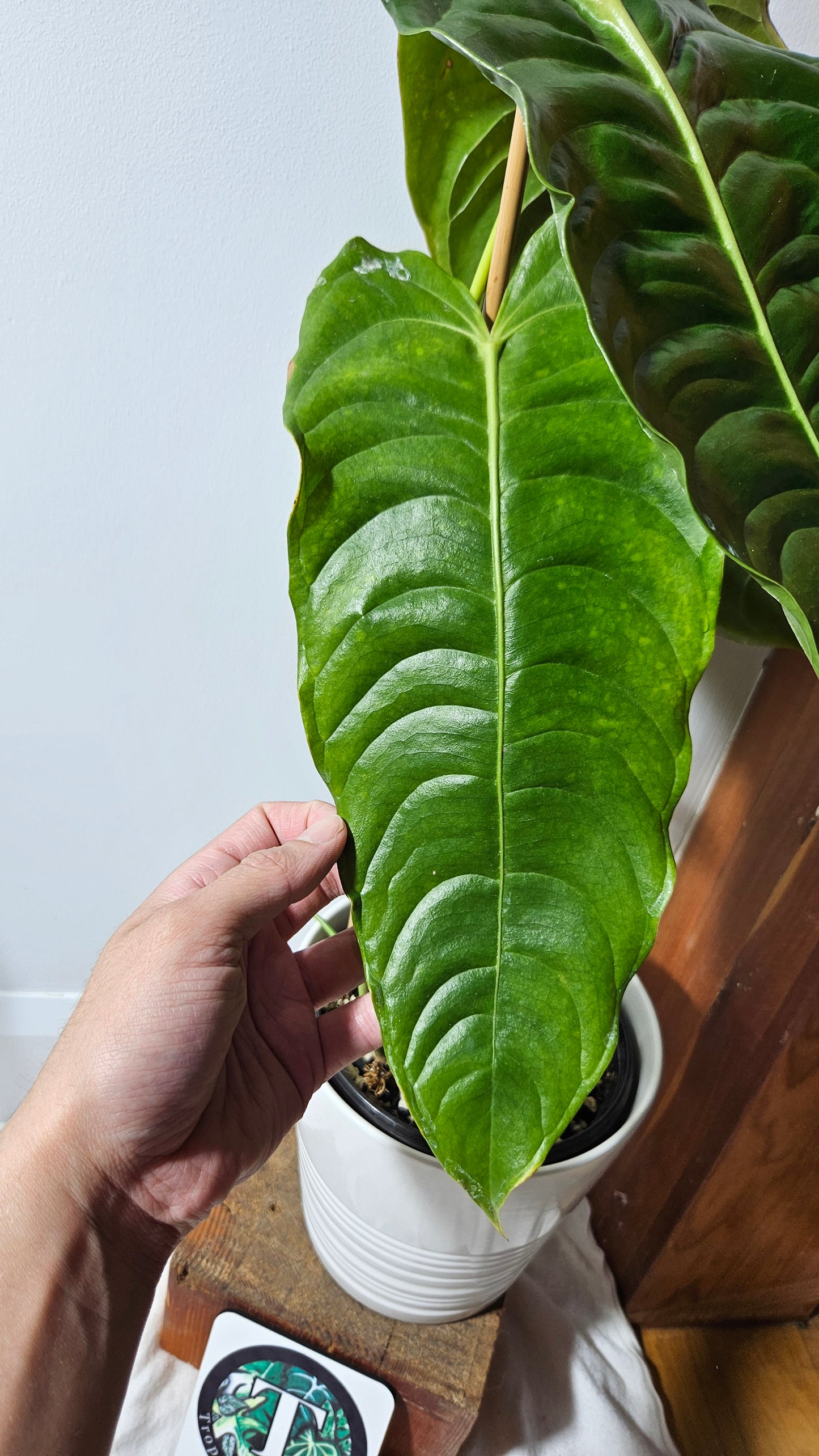 Anthurium Veitchii "format XLARGE" (ANT-132)