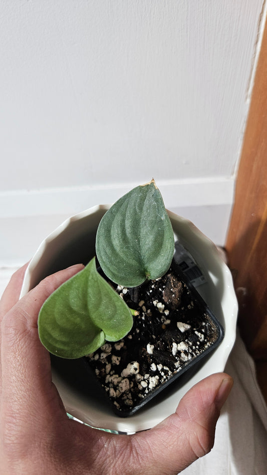 Scindapsus Silver Dragon (SCI-513)