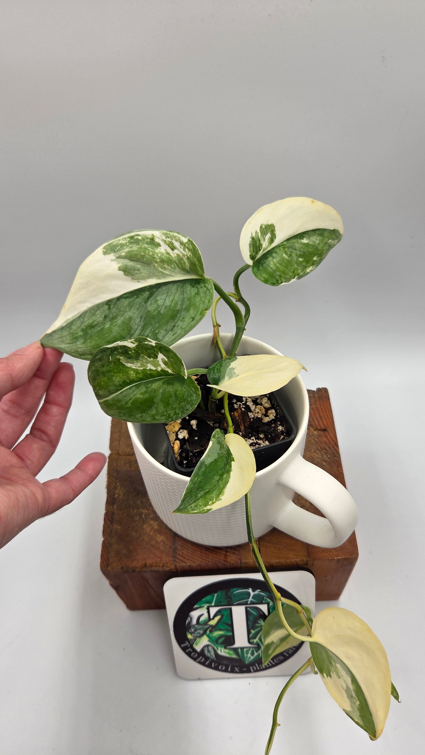 Scindapsus Silver Tattoo Variegata (SCI-698)