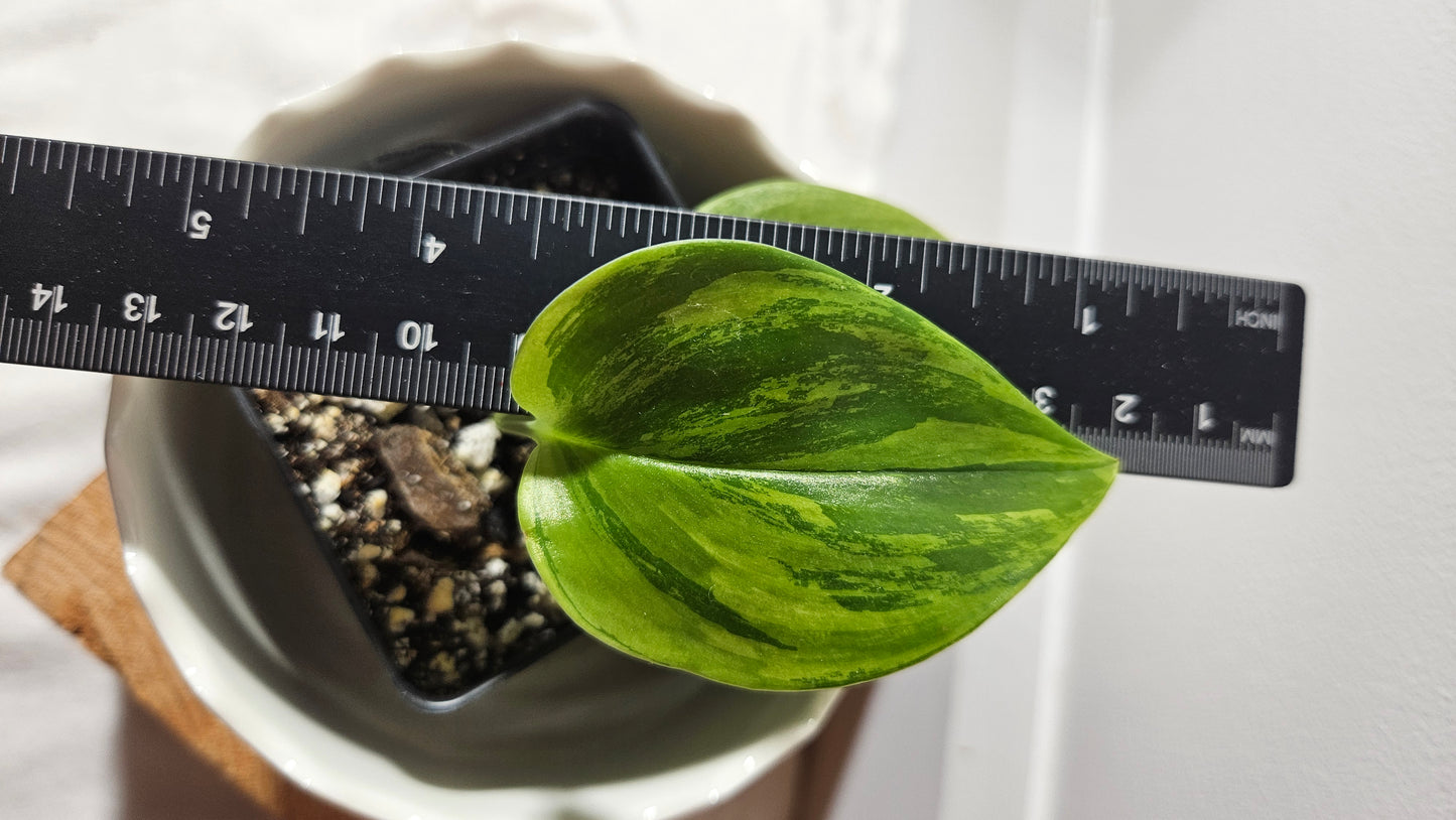 Scindapsus Treubii Moonlight Tricolore (SCI-626)