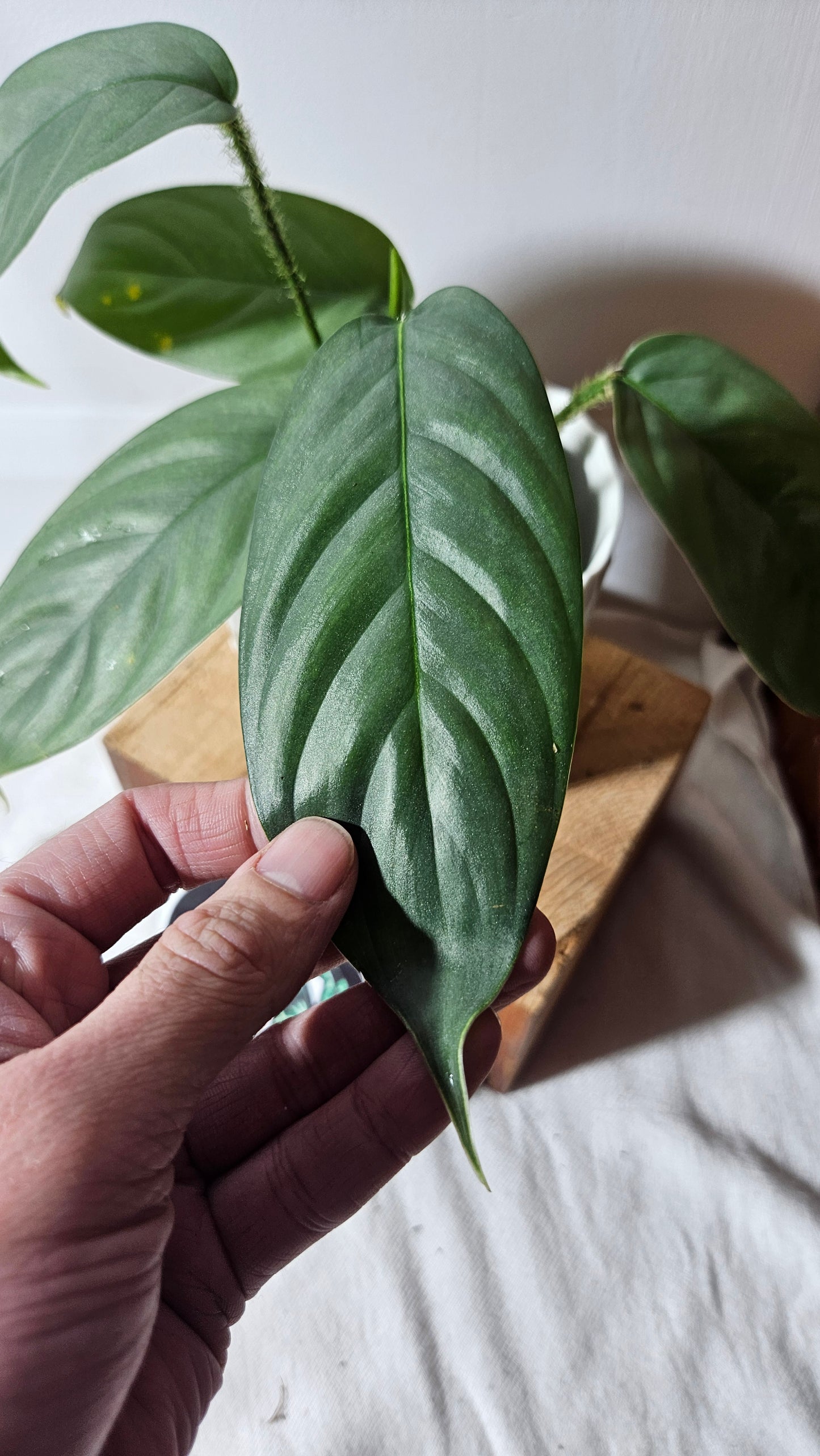 Philodendron Genevievianum Platinum(PHI-673)