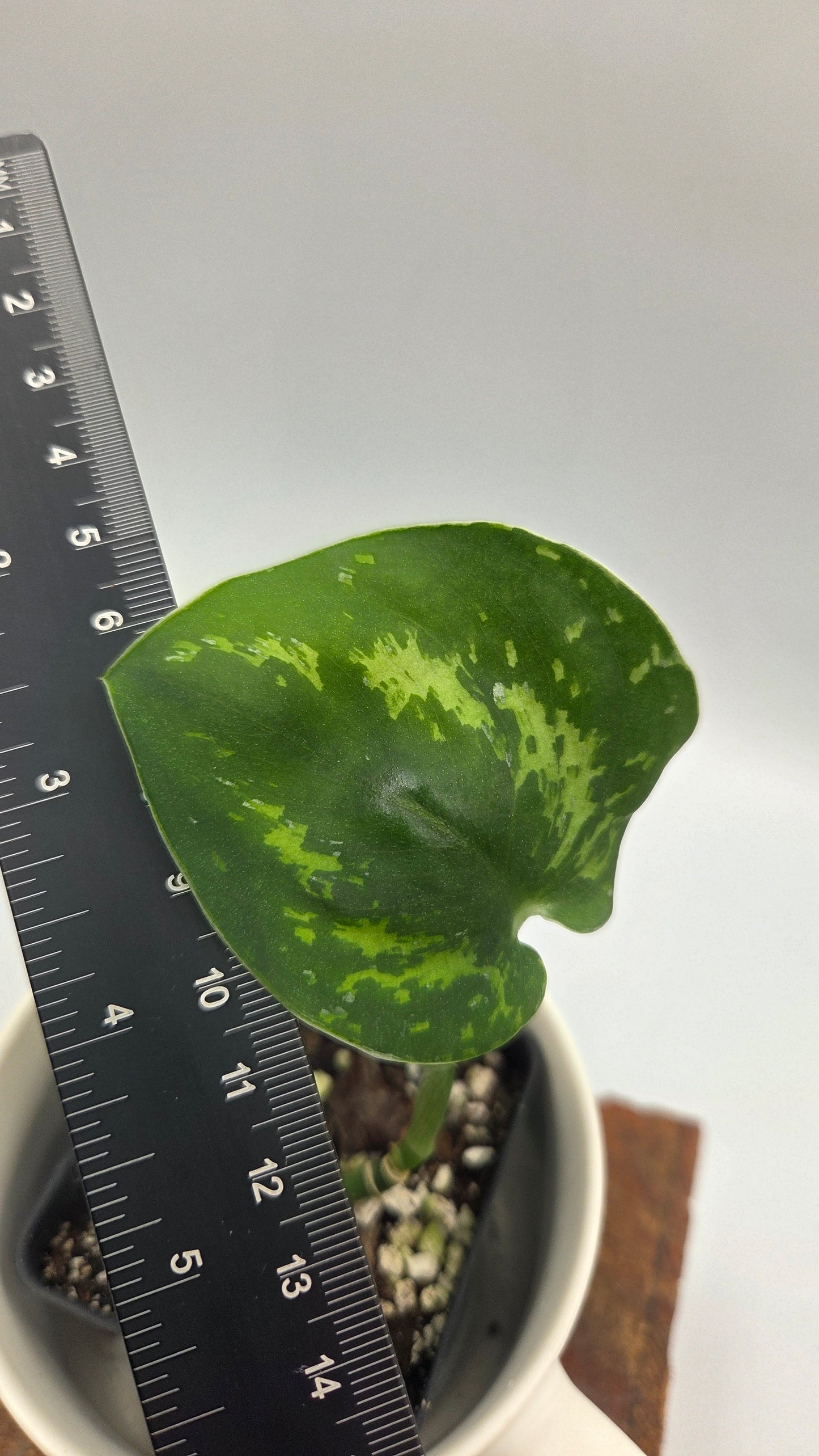 Scindapsus Macan (SCI-1509)