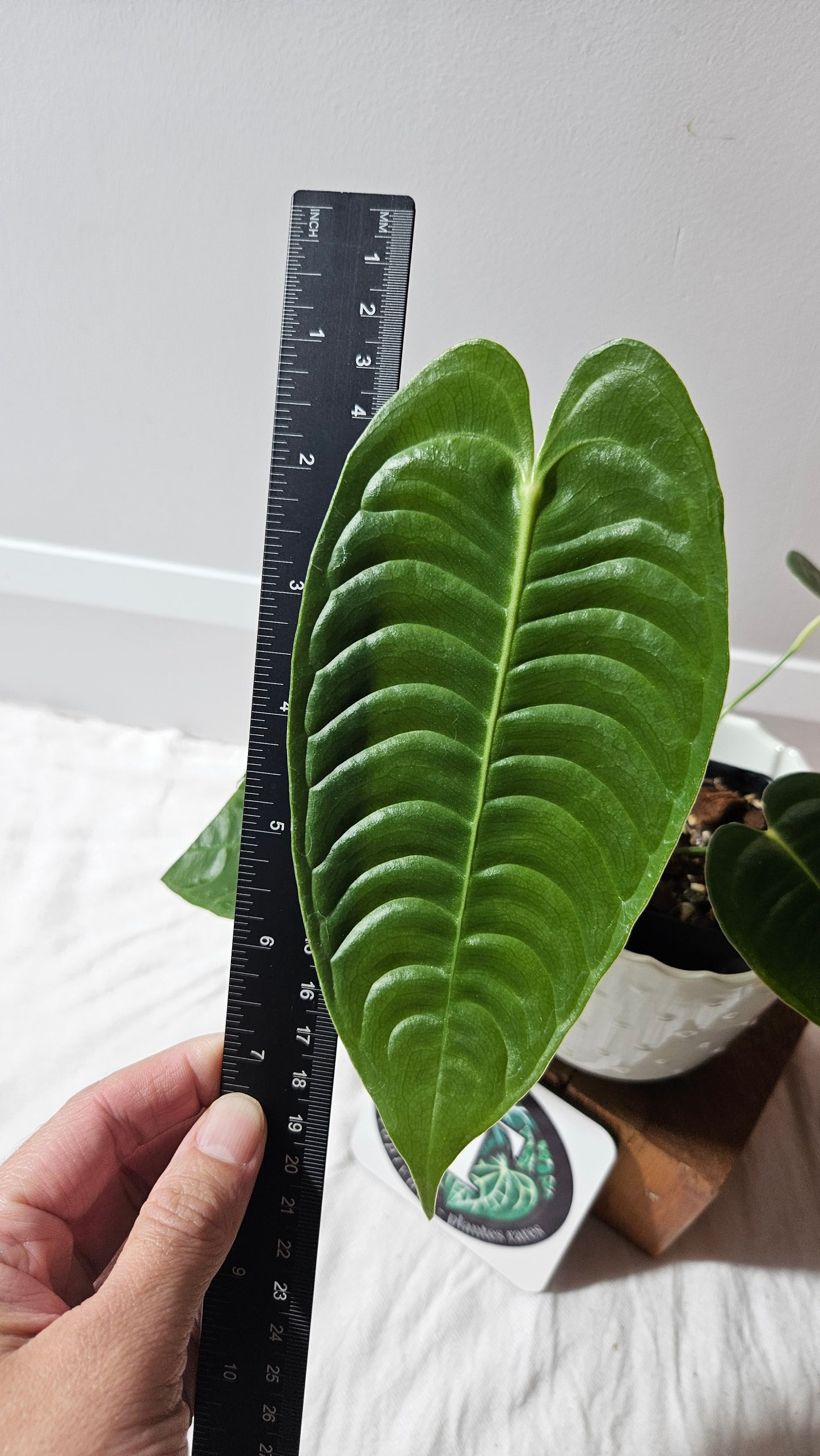 Anthurium Veitchii Narrow "format MOYEN" (ANT-606)