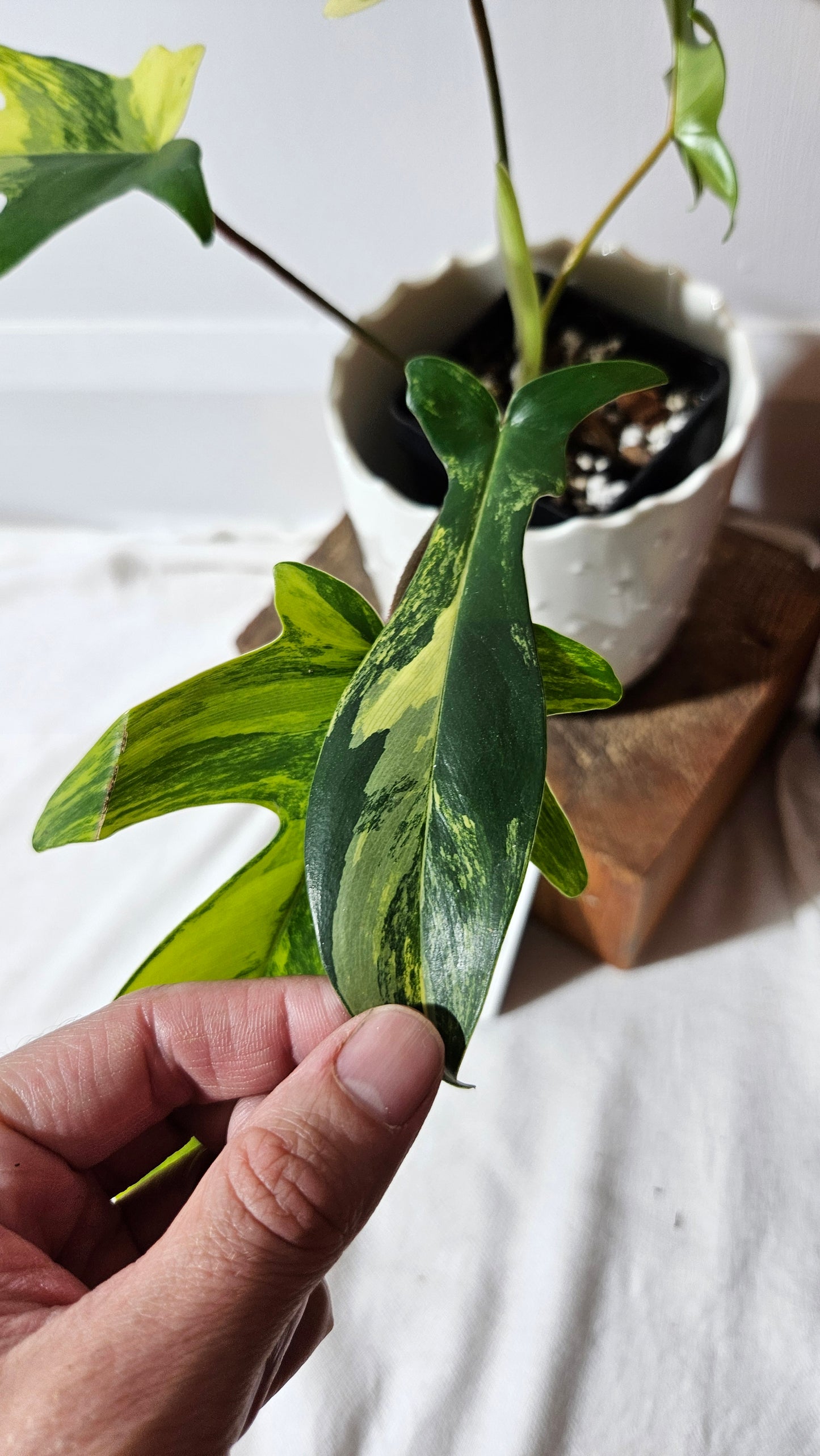 Philodendron Florida Beauty (PHI-817)