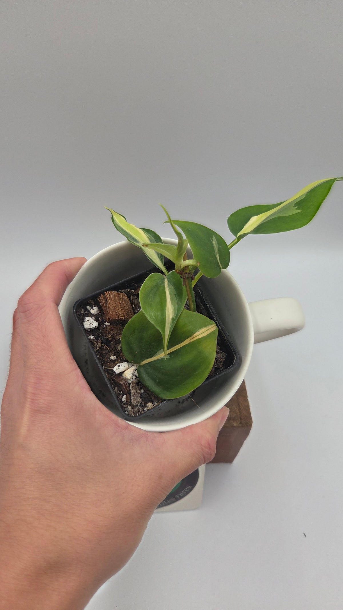 Philodendron Hederaceum Silver Stripe (PHI-1106)