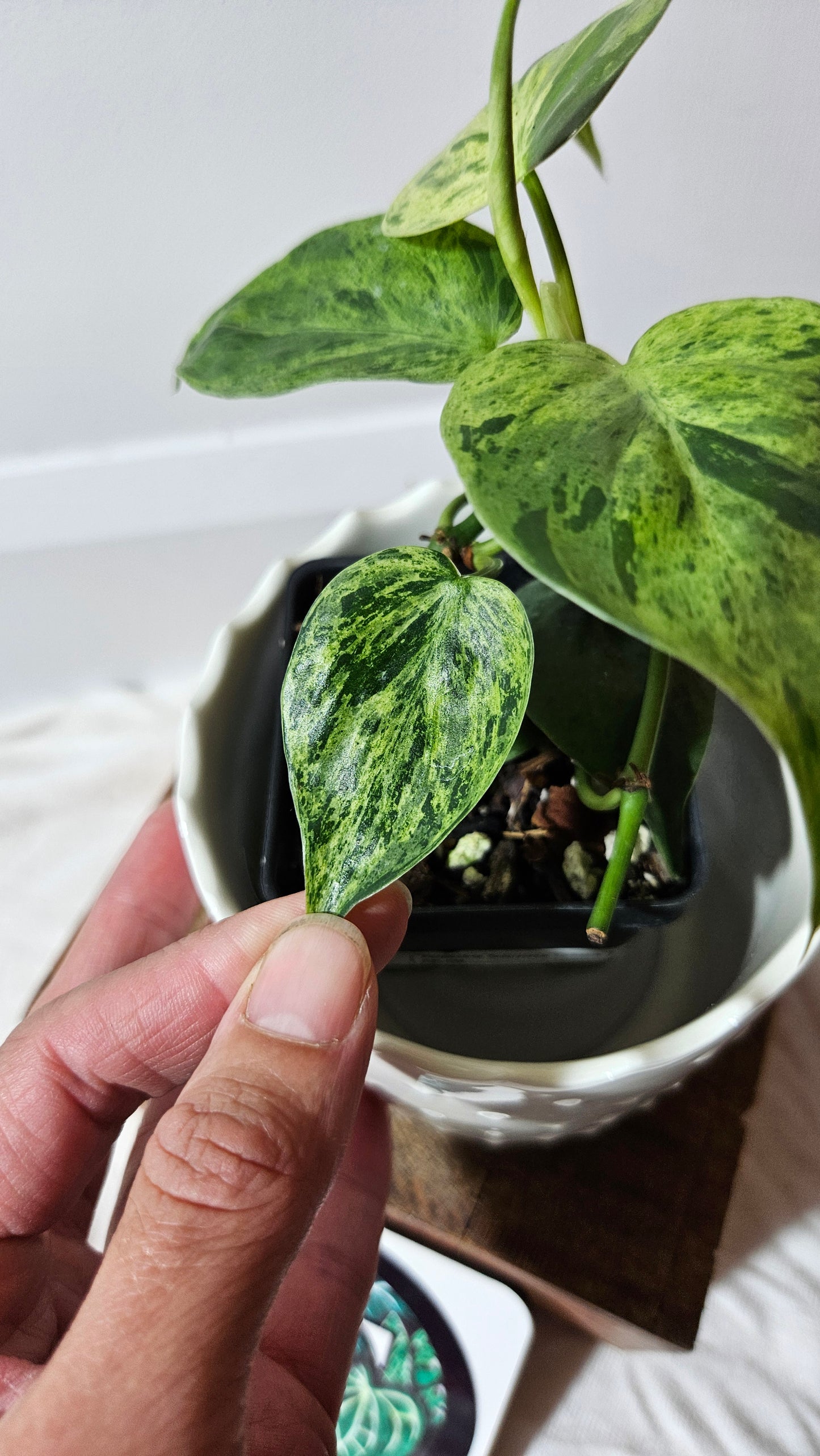 Philodendron Hederaceum Variegata (PHI-555)