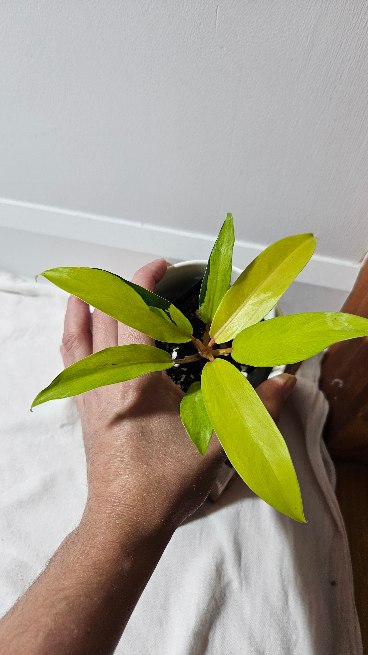 Philodendron Thai Sunrise (PHI-952)