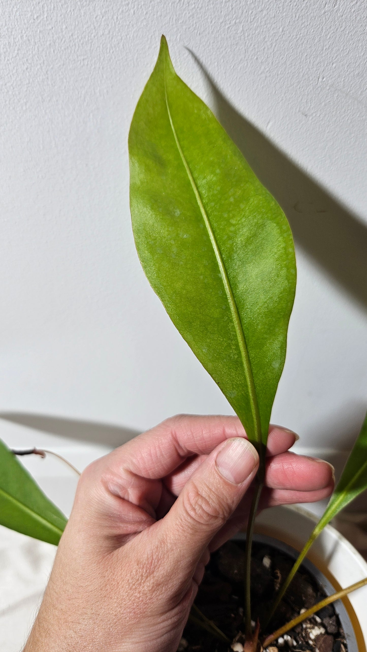 Anthurium Gracile "format MOYEN"(ANT-192)