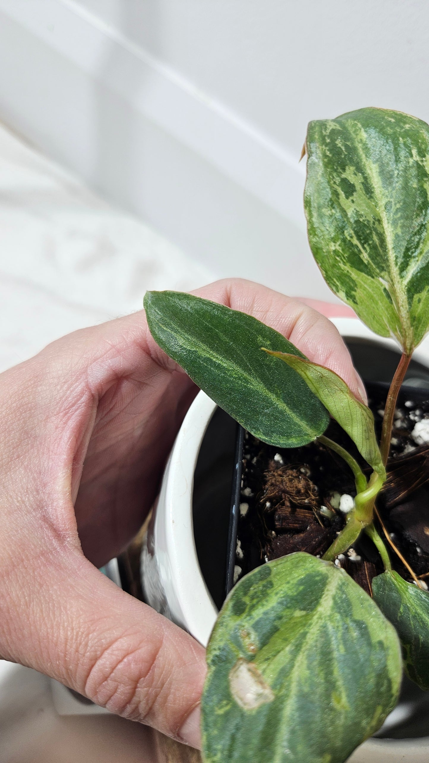 Philodendron Gloriosum "Snow leopard" (PHI-609)