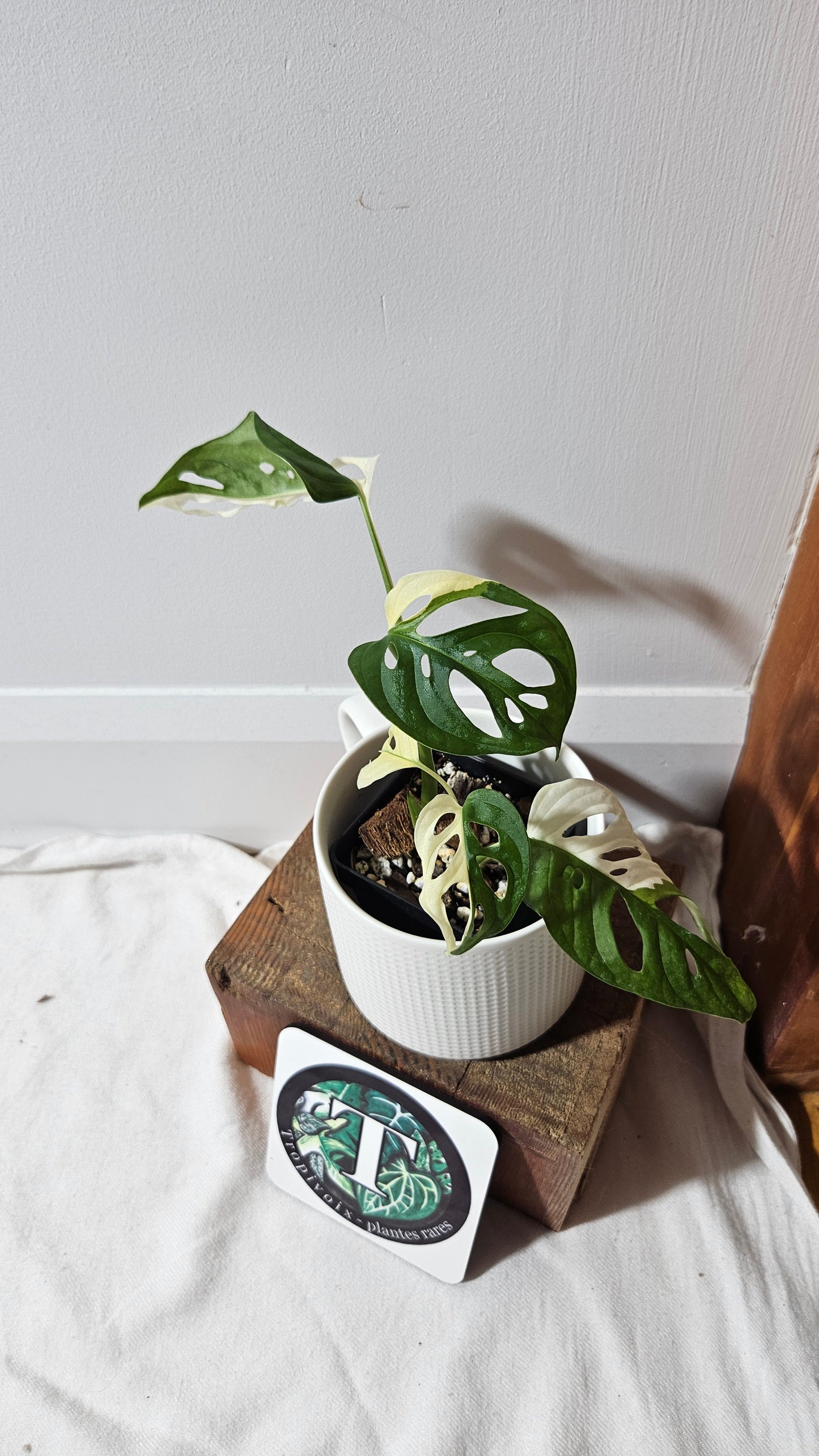 Monstera Andasonii Albo (MON-481)