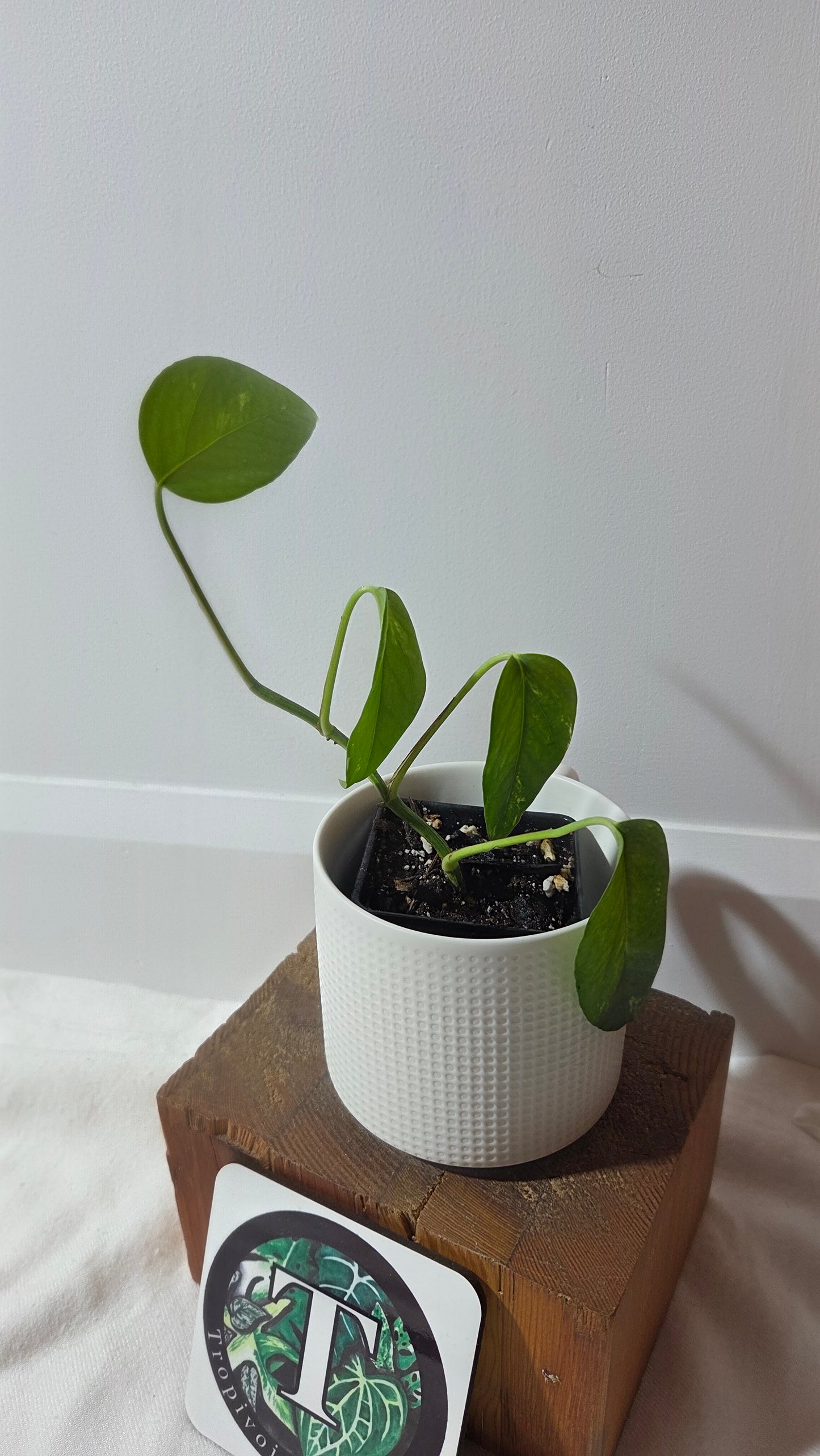 Epipremnum pinnatum Yellow Sunrise (EPI-233)