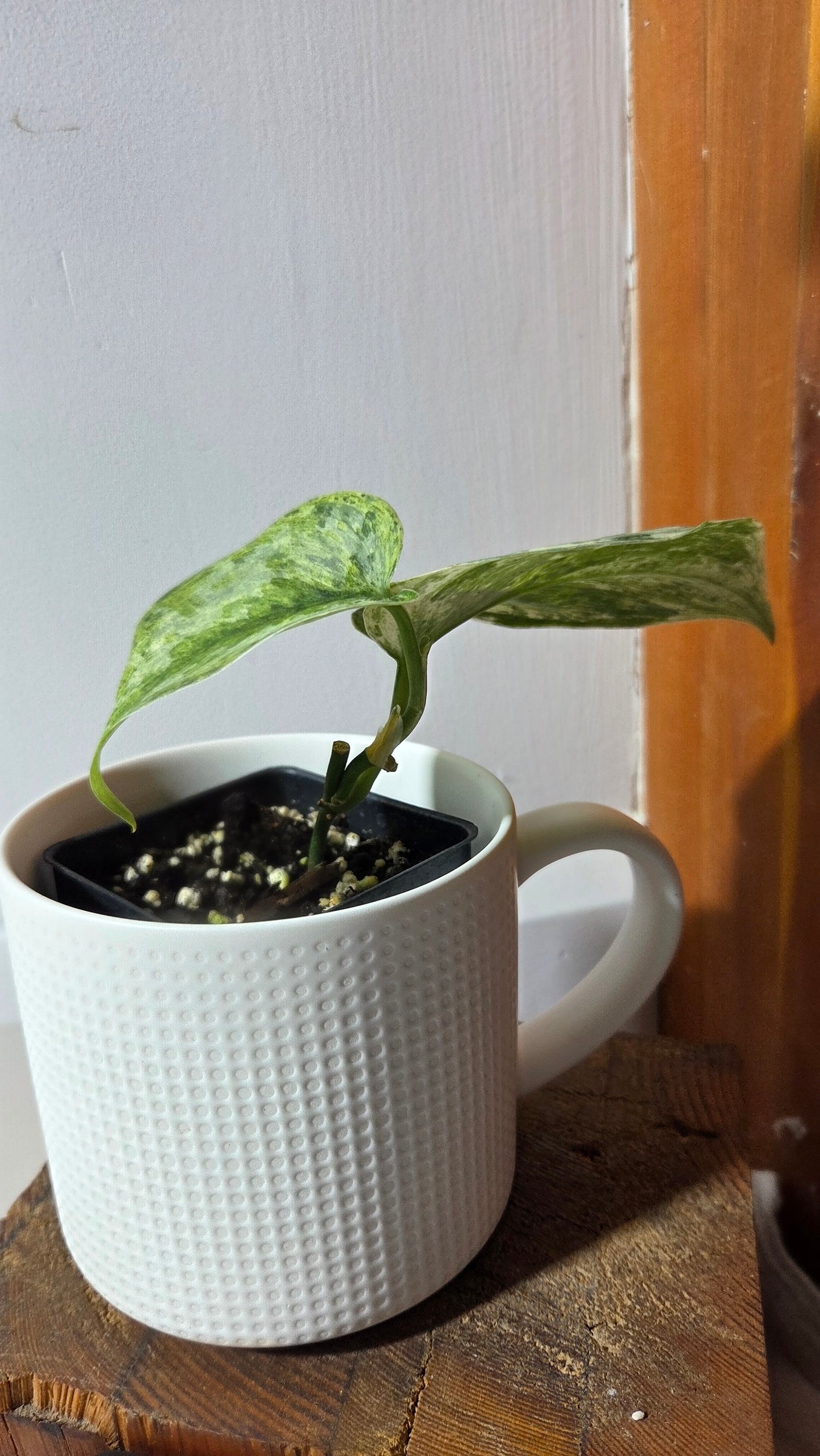 Scindapsus Peasun (SCI-1354)