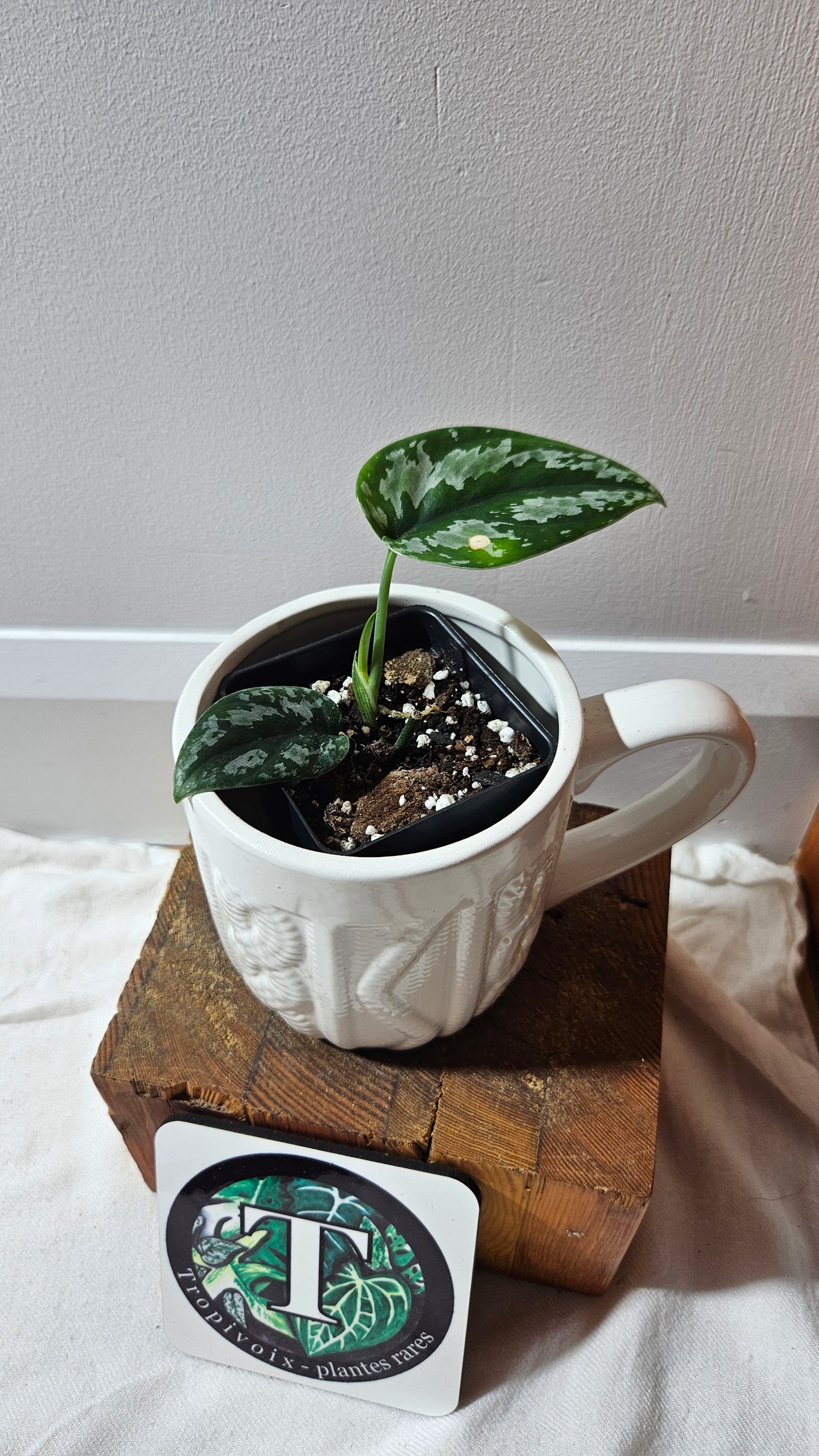 Scindapsus Dark Tricolore (SCI-1222)