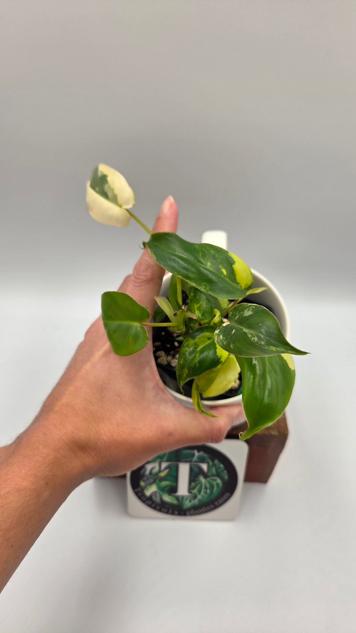 Philodendron Burlemarx Variegata (PHI-1109)