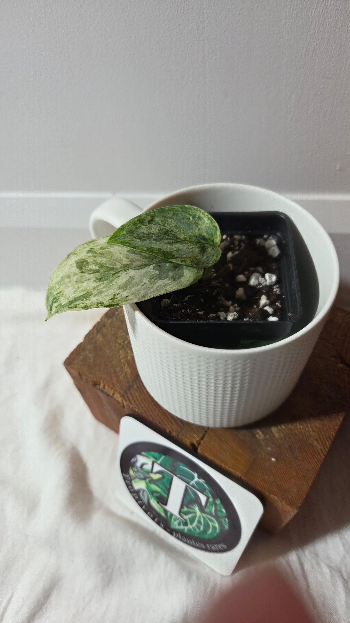 Scindapsus Perlas (SCI-1348)