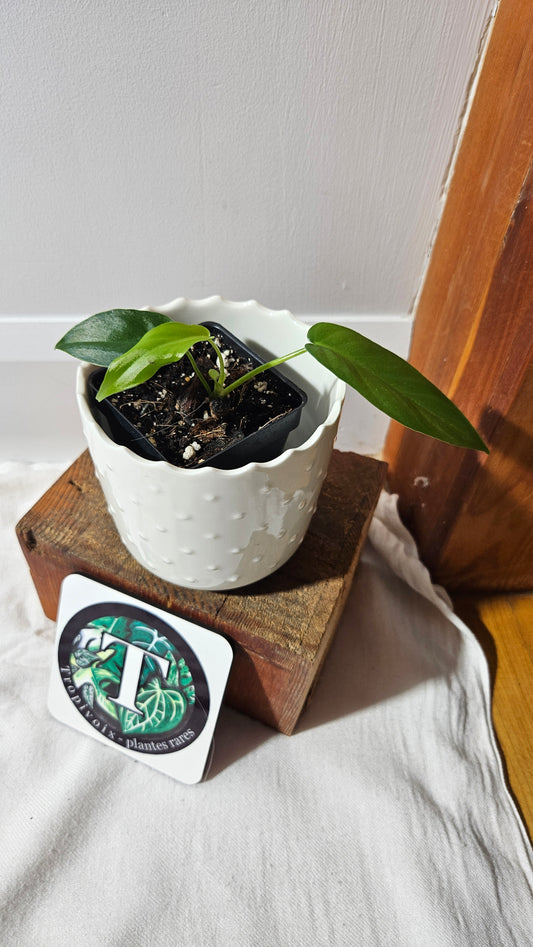 Philodendron Florida Beauty X    Bob Cee REVERT(PHI-927)