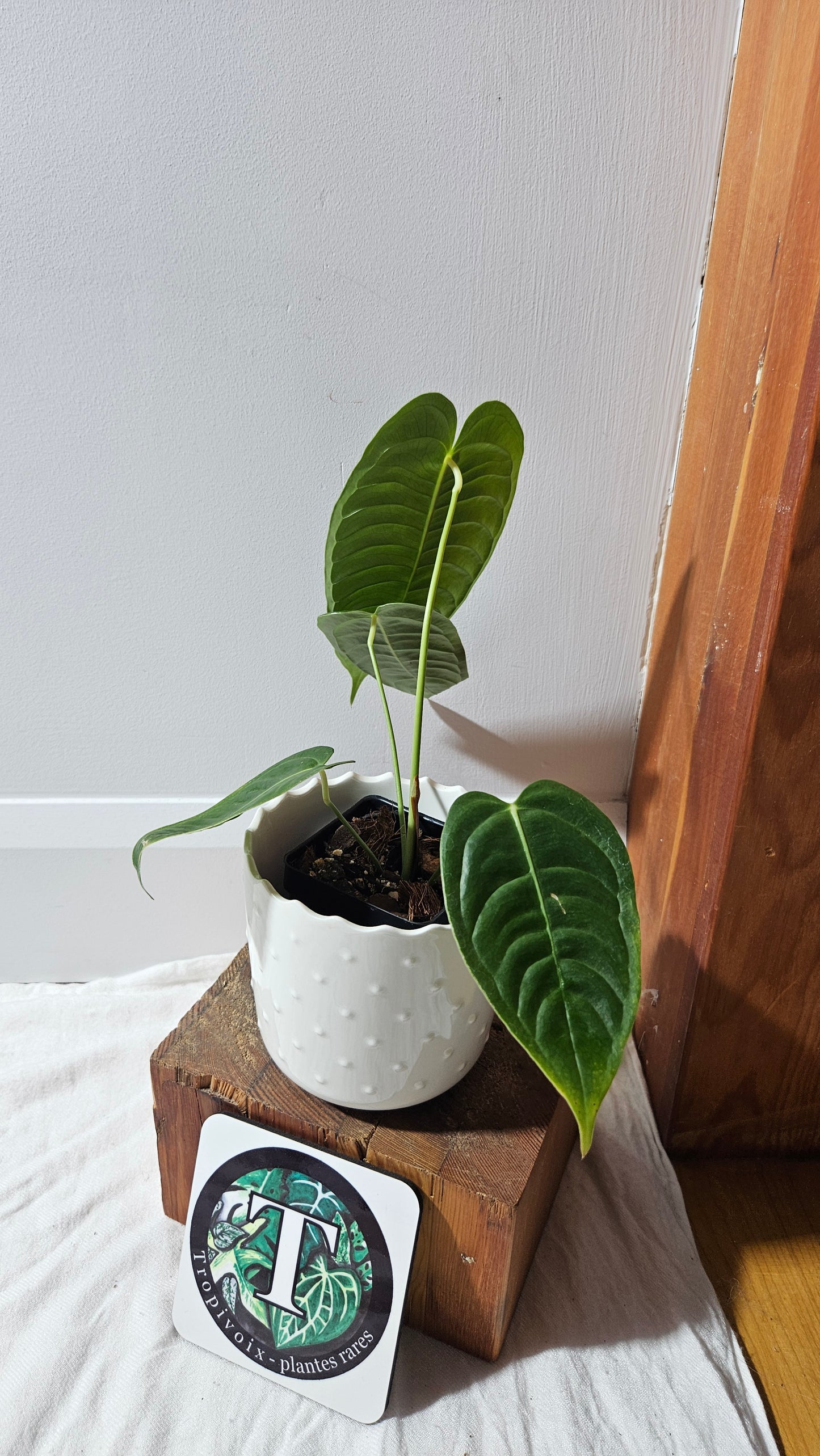 Anthurium Veitchii Narrow "format MOYEN" (ANT-606)