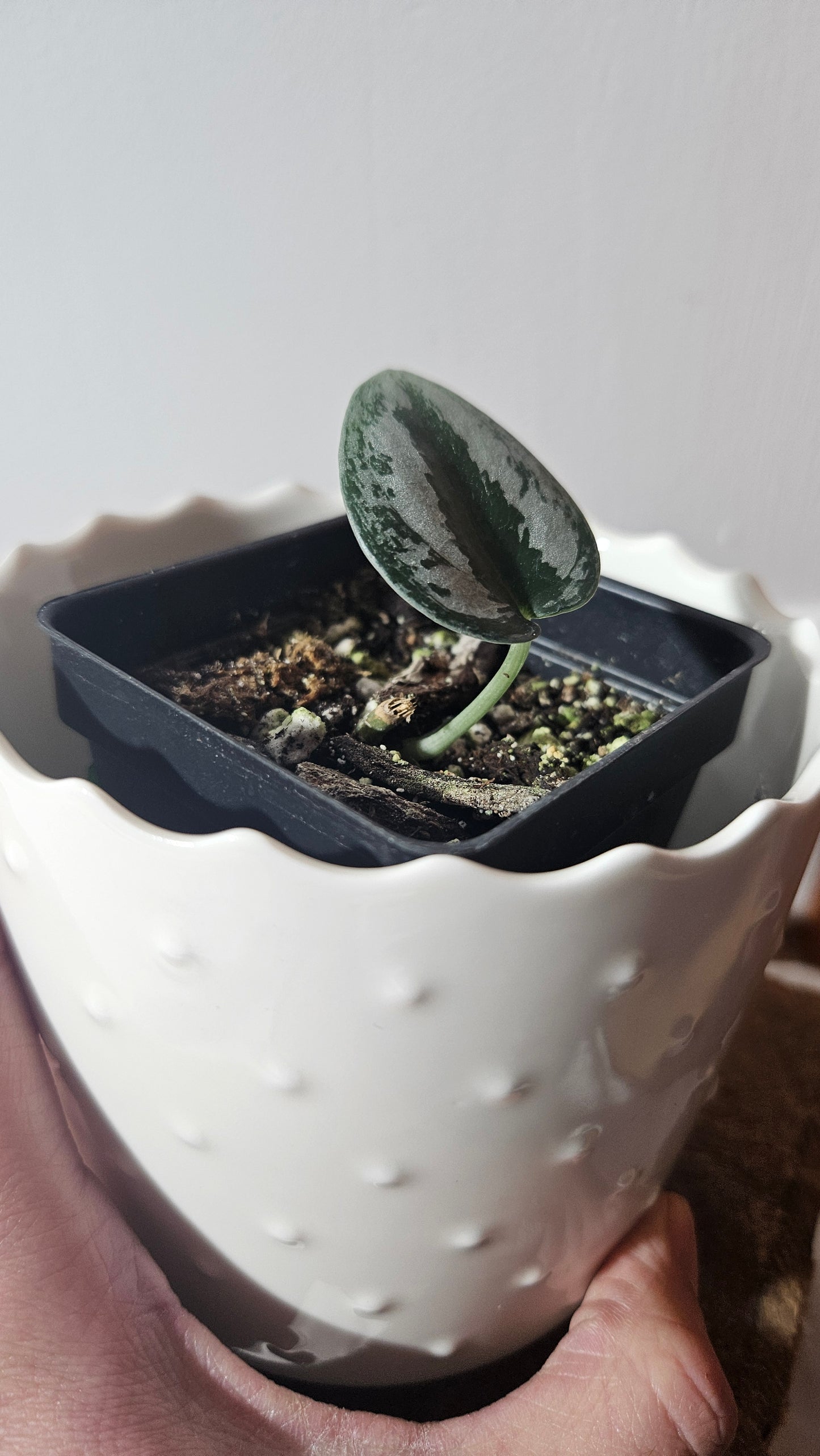 Scindapsus Sparkling (SCI-929)