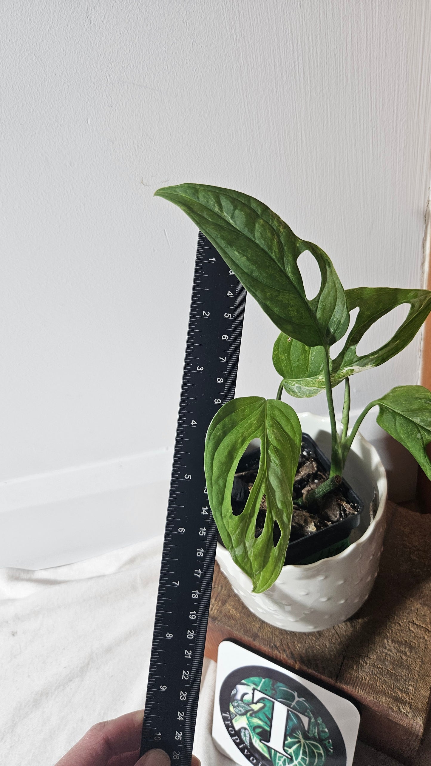 Monstera Andasonii Mint/Indo (MON-379)