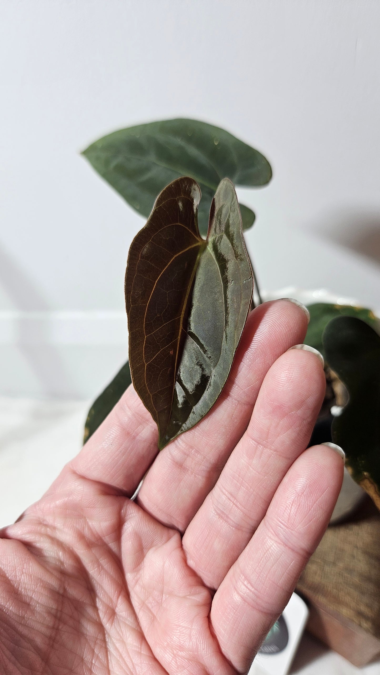 Anthurium SP Black Velvet "format MOYEN" (ANT-204)