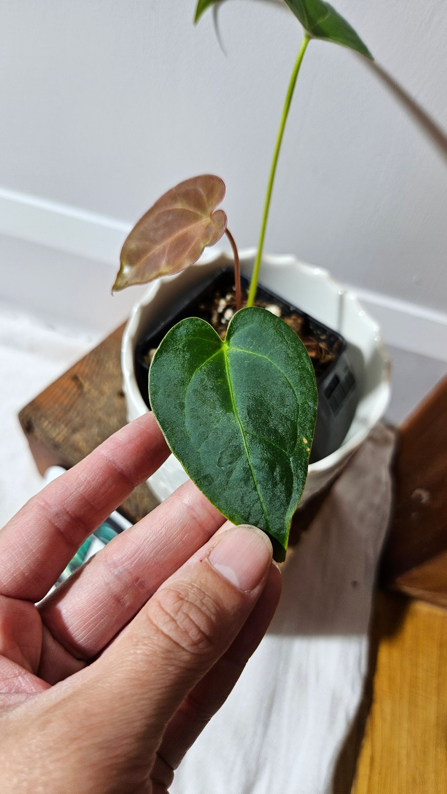 Anthurium Magnificum X Napo "format PETIT" (ANT-560)