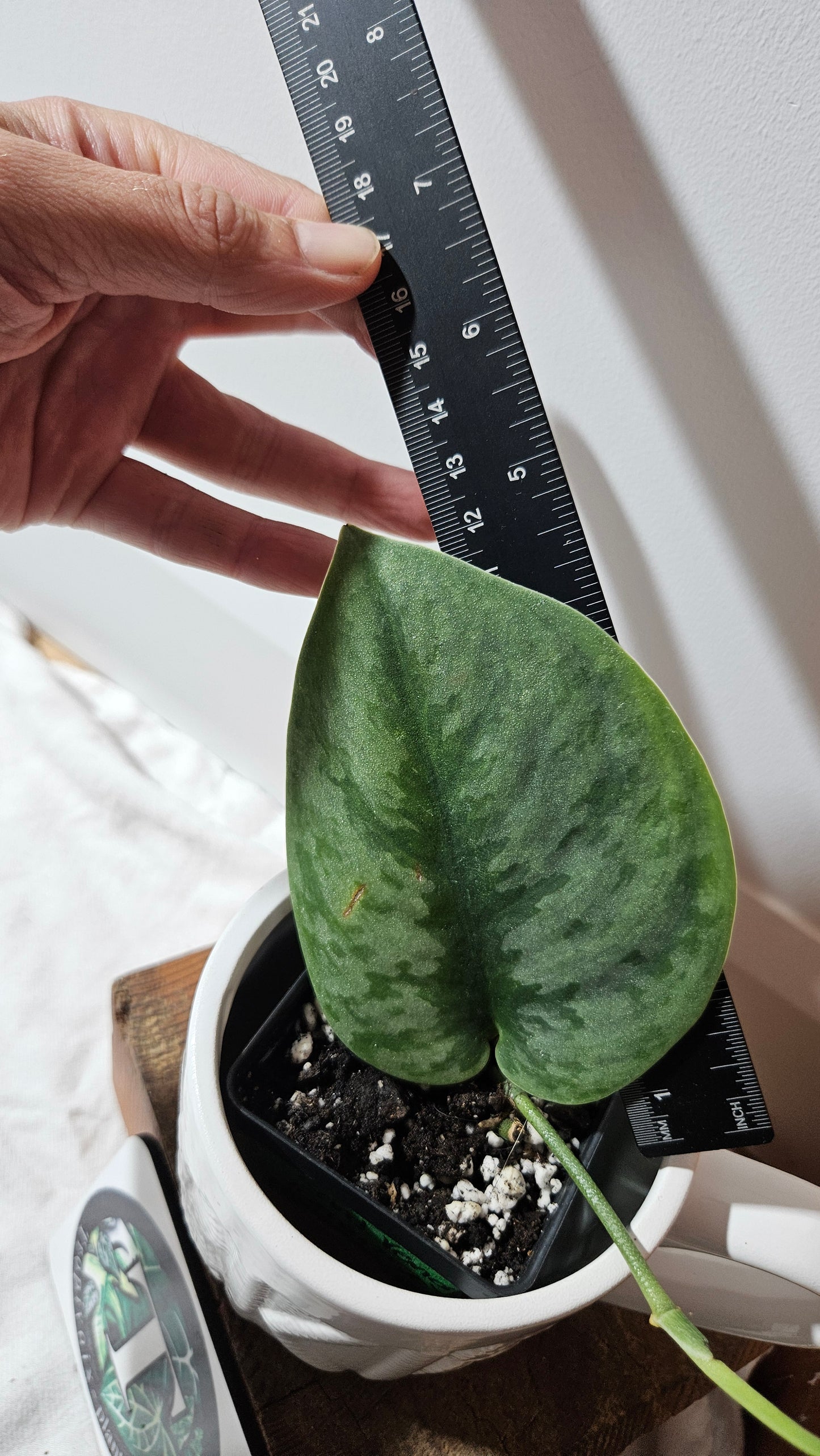 Scindapsus Venom (SCI-1301)