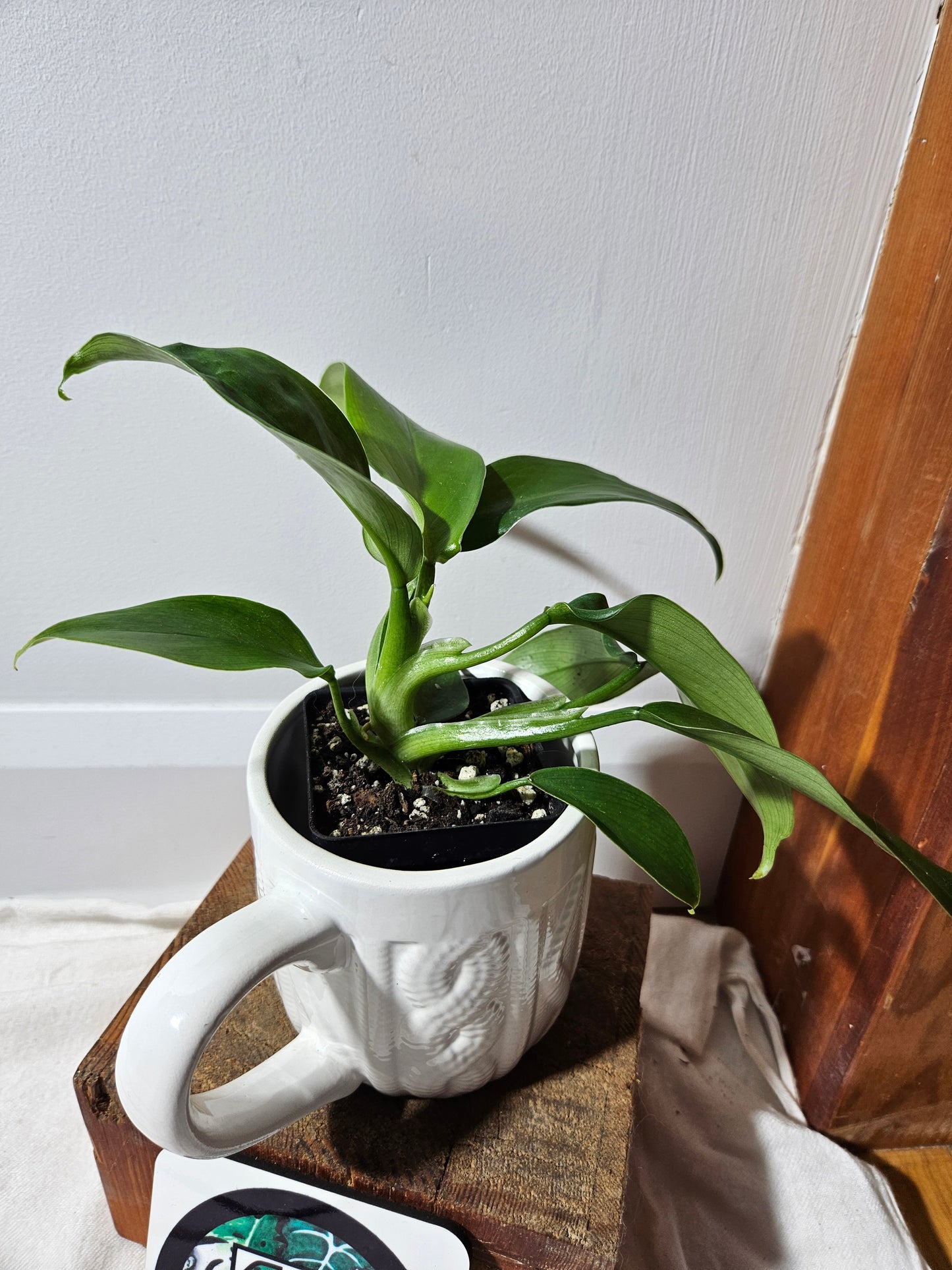 Philodendron Tripartitum (PHI-476)