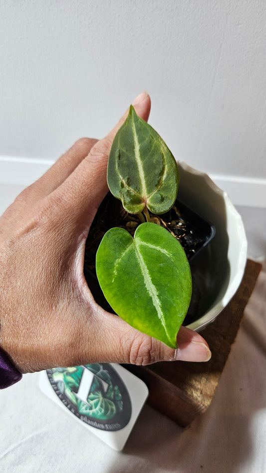 Anthurium Dressleri Hybrid "format PETIT" (ANT-463)