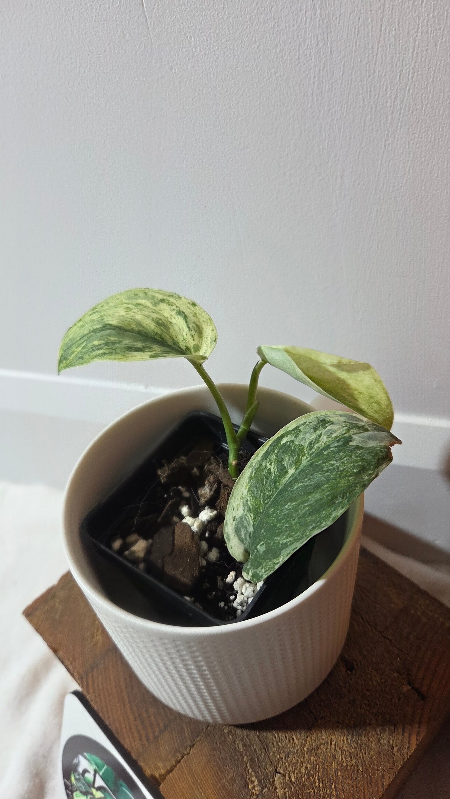 Scindapsus Silver Splash Tricolore (SCI-1367)