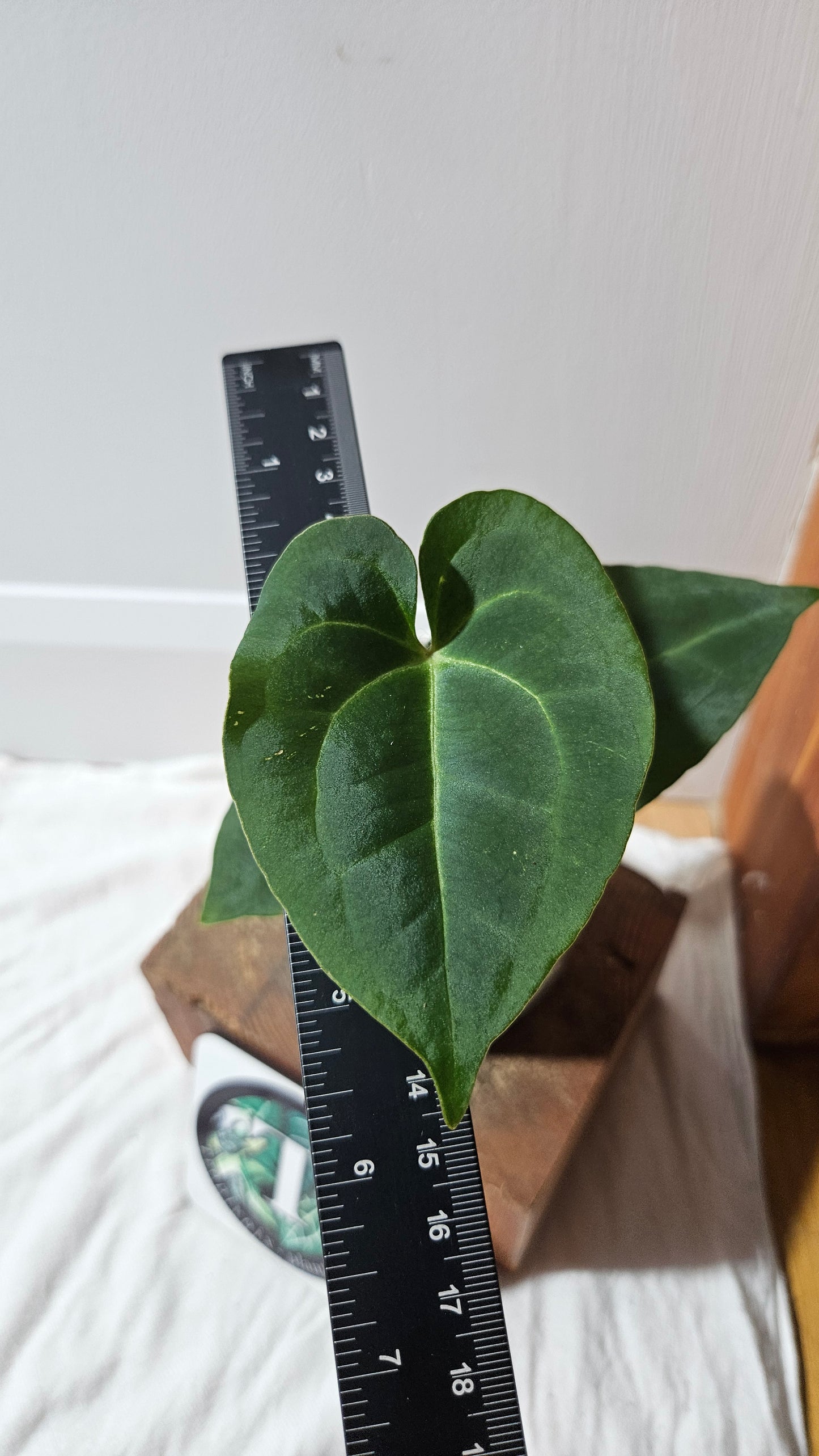 Anthurium Besseae Blue Special Aff "Format MOYEN" (ANT-614)