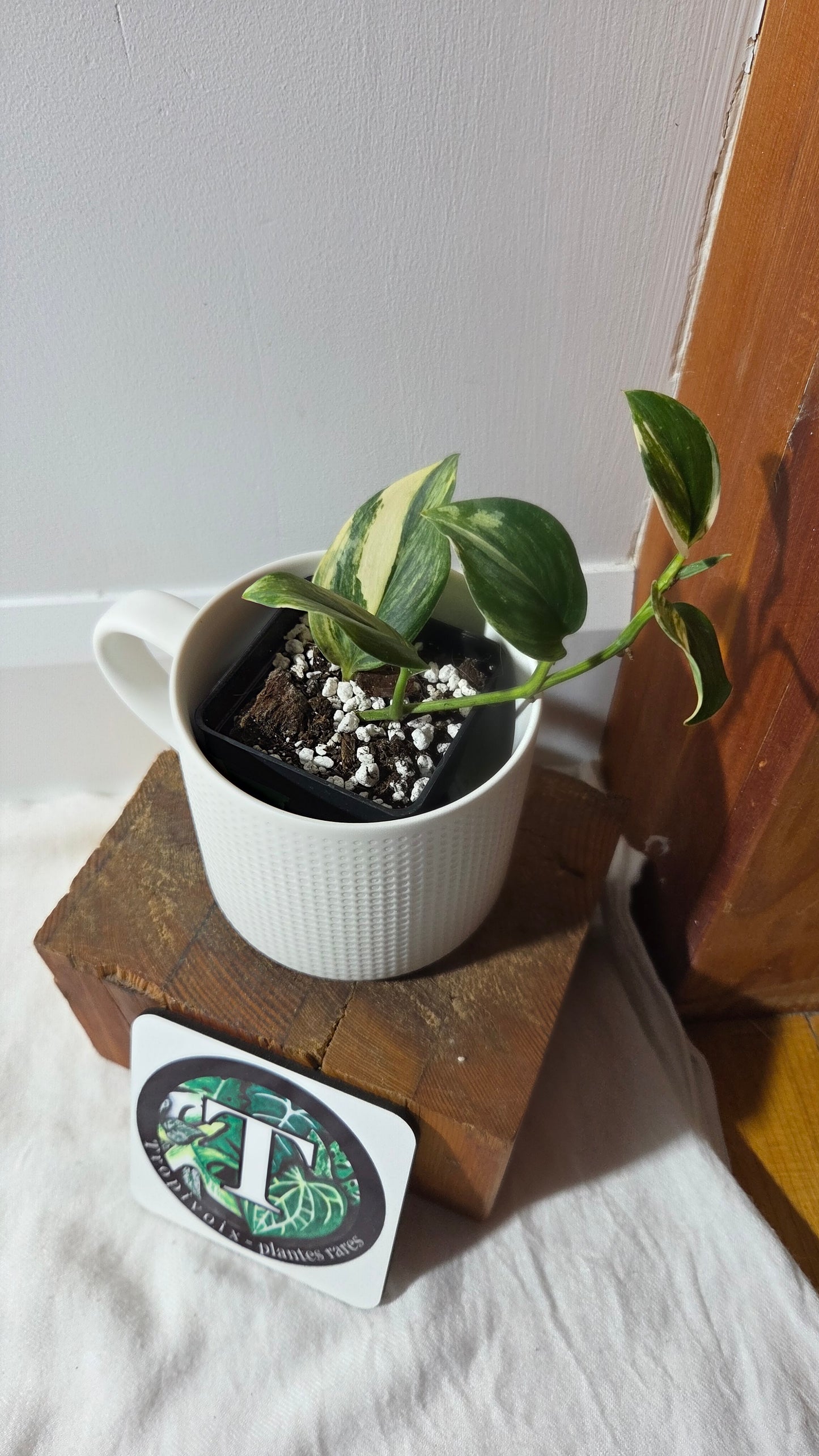 Scindapsus Rubicon (SCI-1351)