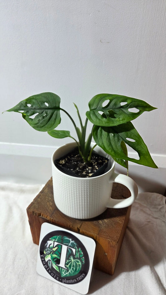 Monstera Obliqua Aff Cuyabeno (MON-300)