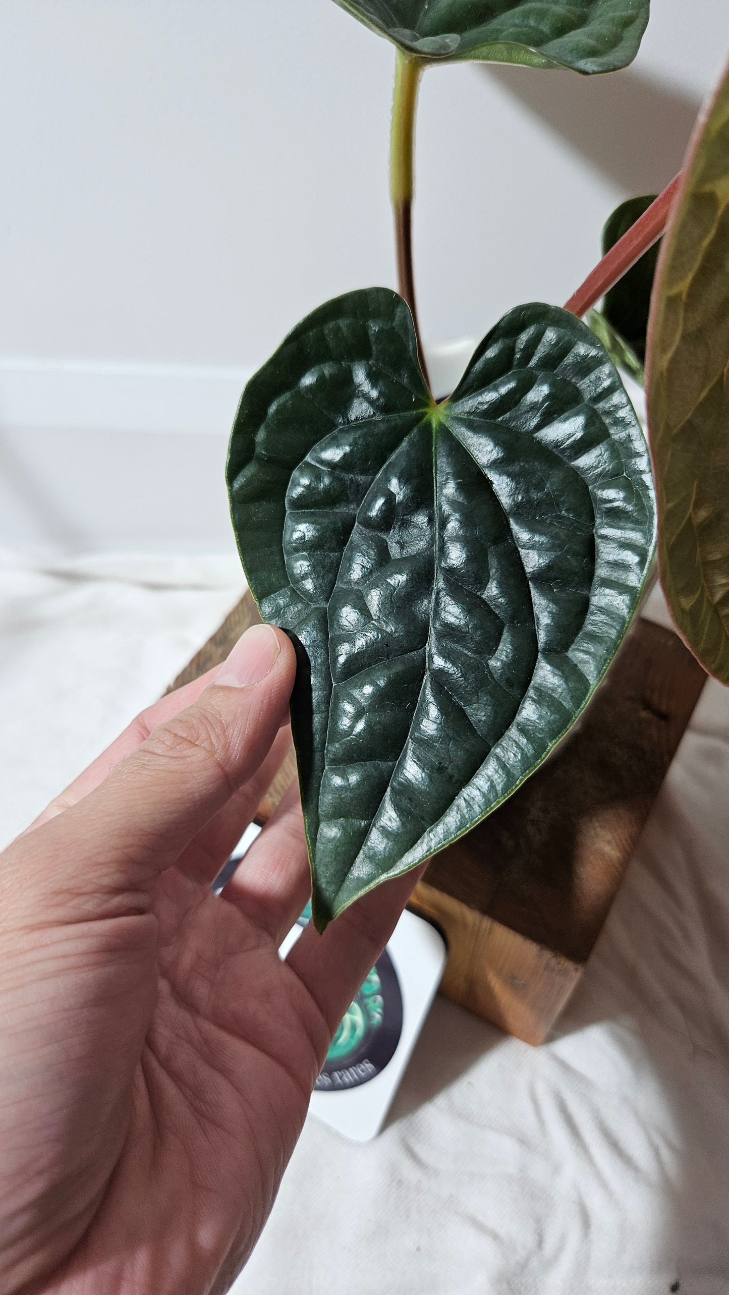 Anthurium Luxurian Platinum "format MOYEN" (ANT-169)