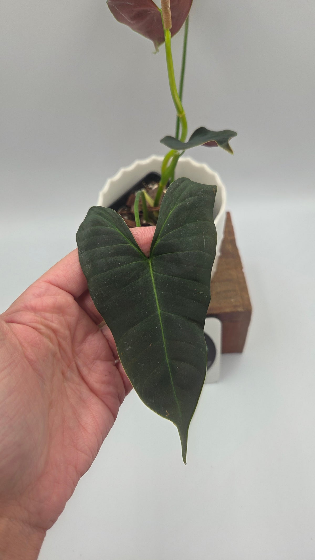 Philodendron Lupinum "Mature"(PHI-1089)