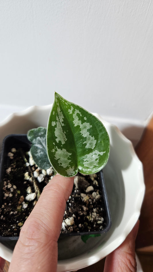 Scindapsus Dark Tricolore (SCI-1039)