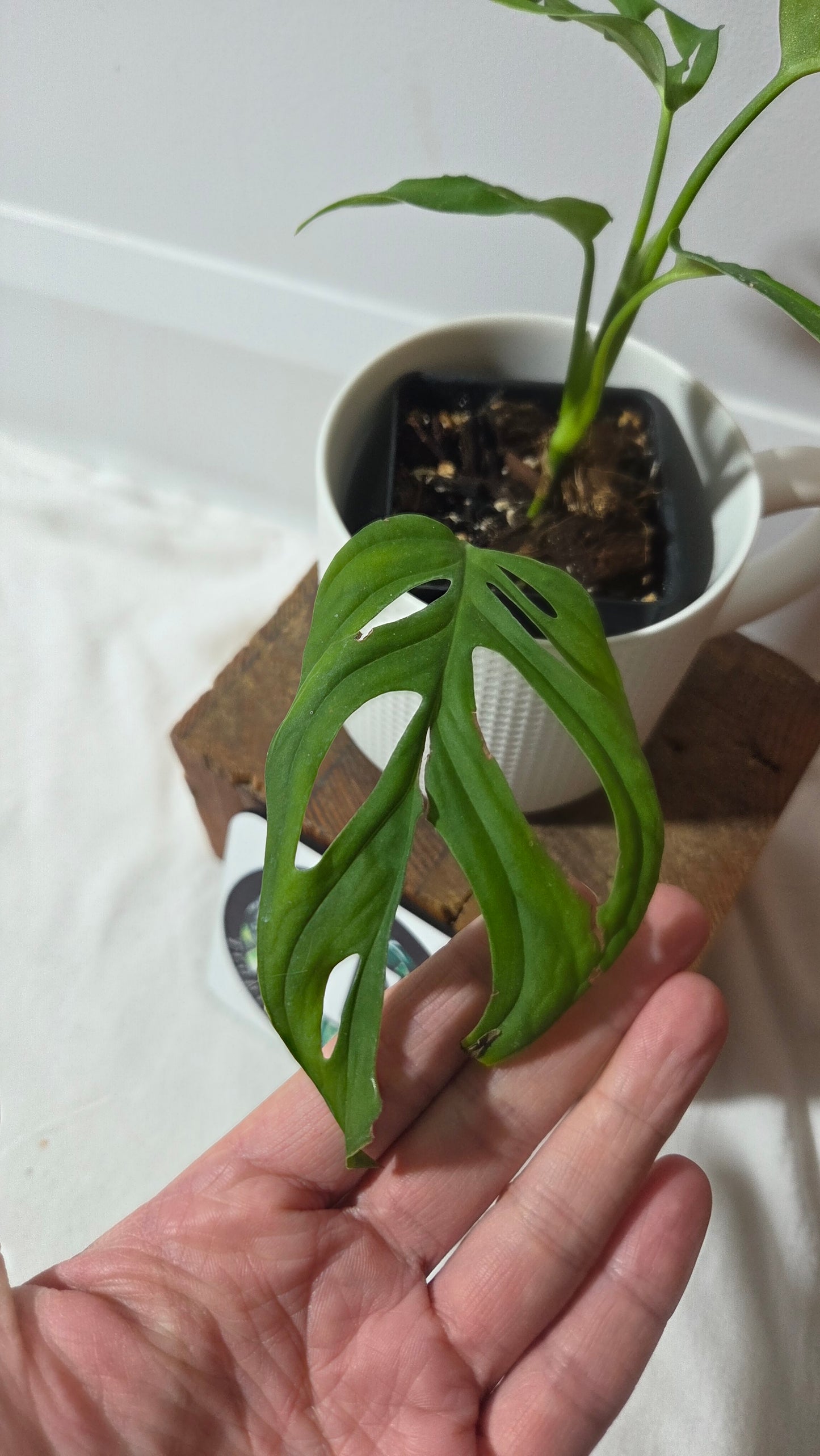 Monstera Obliqua aff La Bonita (MON-525)
