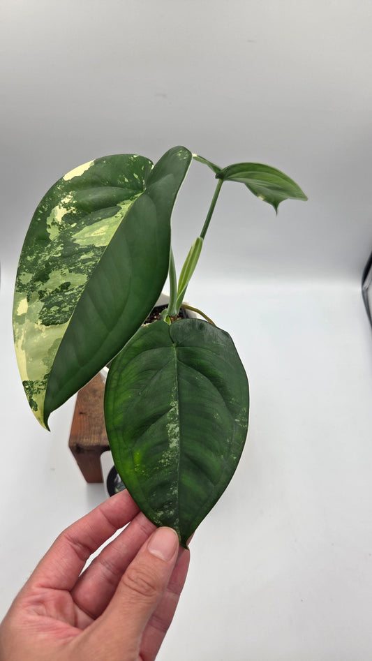 Syngonium Chiapense Albo (SYN-465)