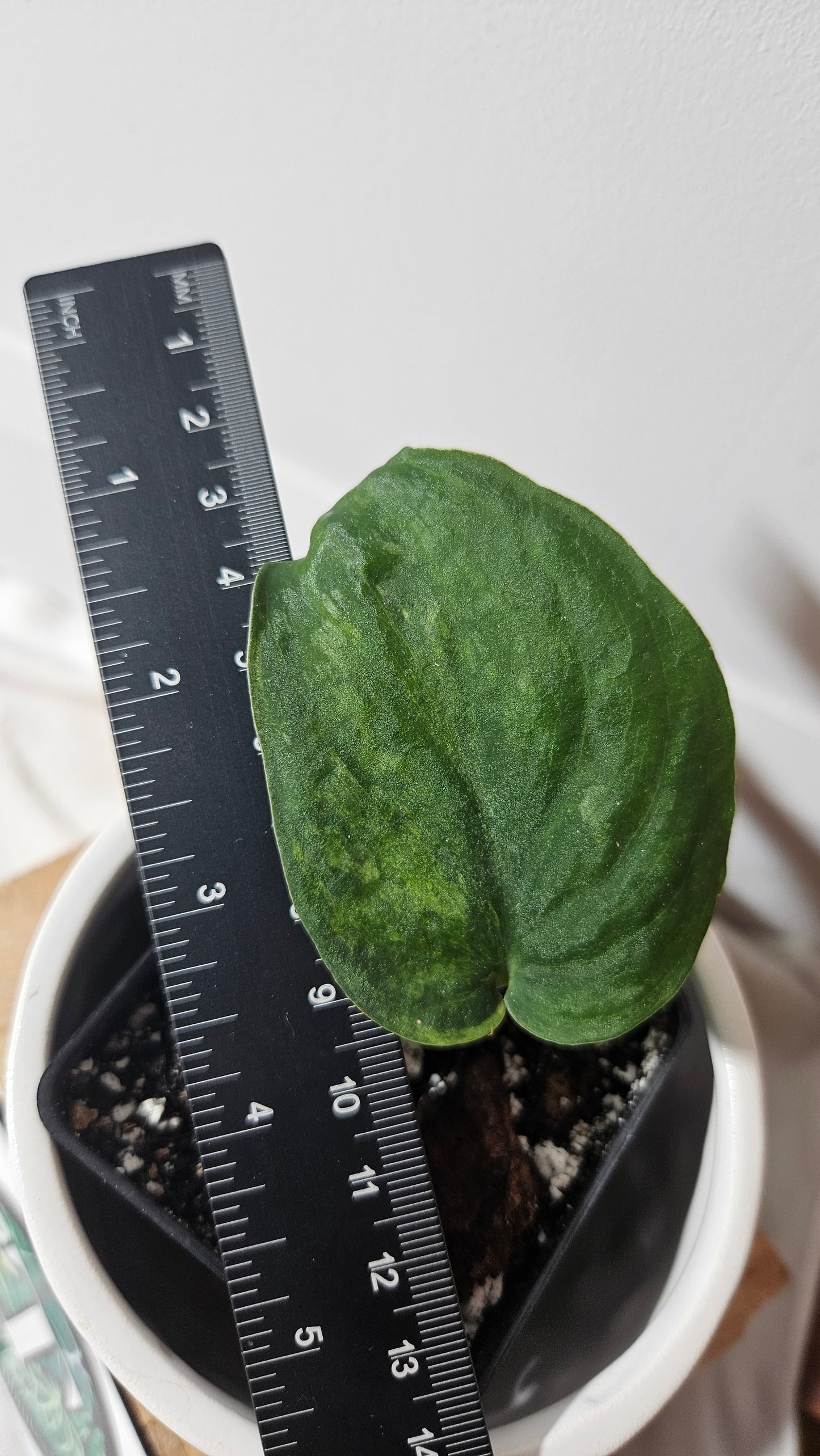 Scindapsus Silver Splash "Green on Green" Variegata (SCI-664)