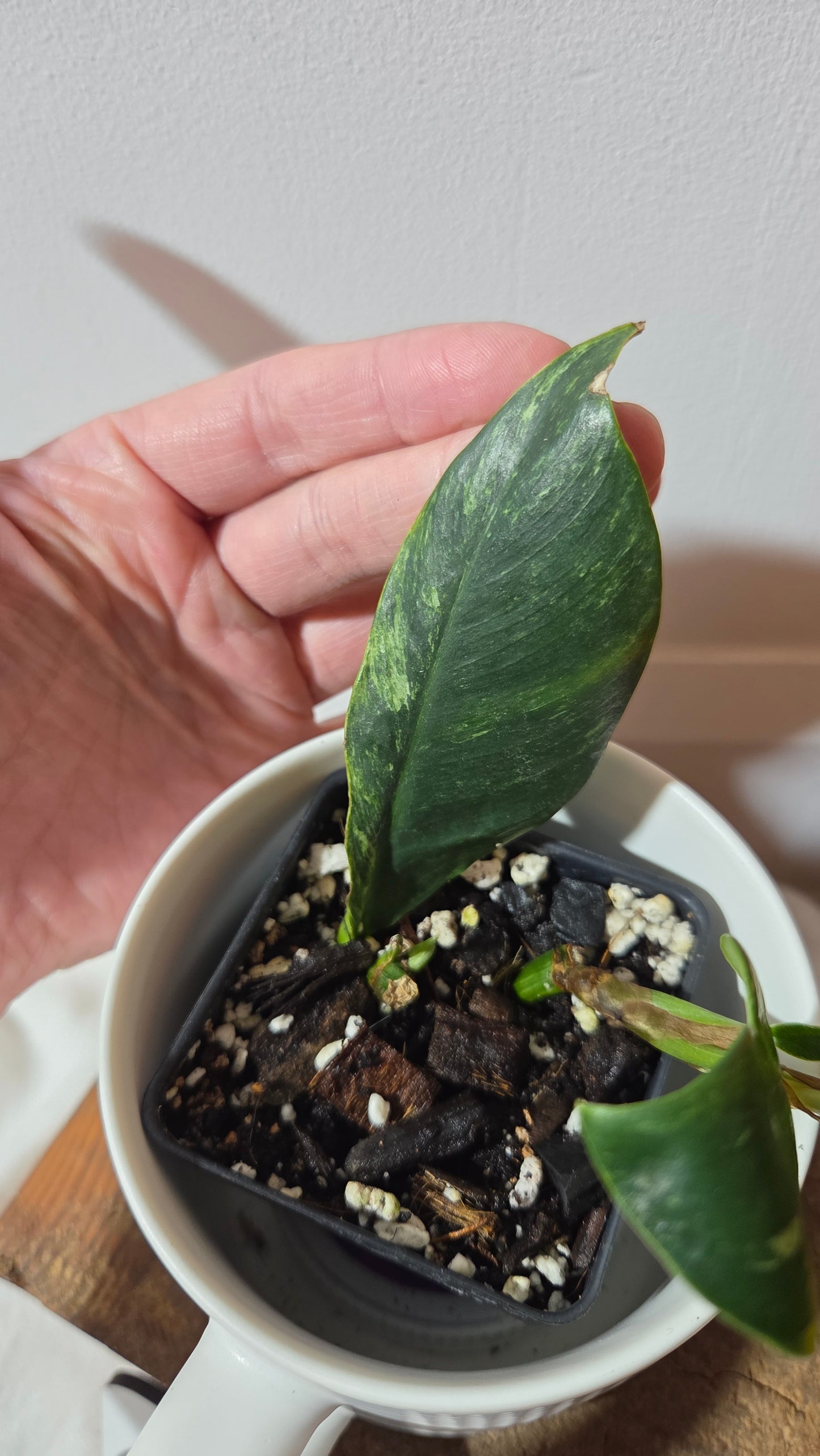 Rhaphidophora Elliptifolia Variegata (AUT-094)