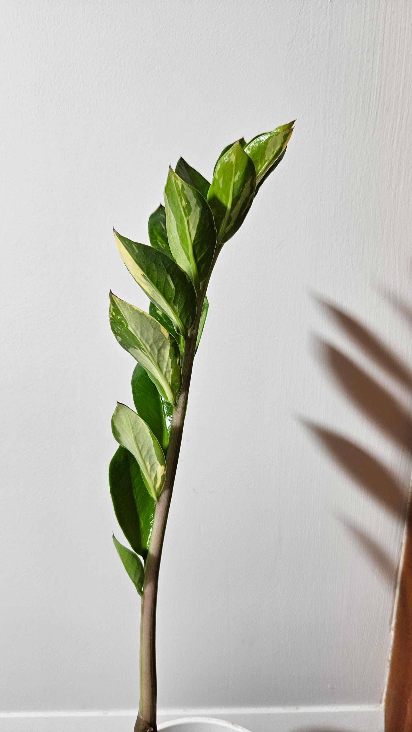 Zamioculcas zamiifolia Variegata/ZZ (AUT-032)