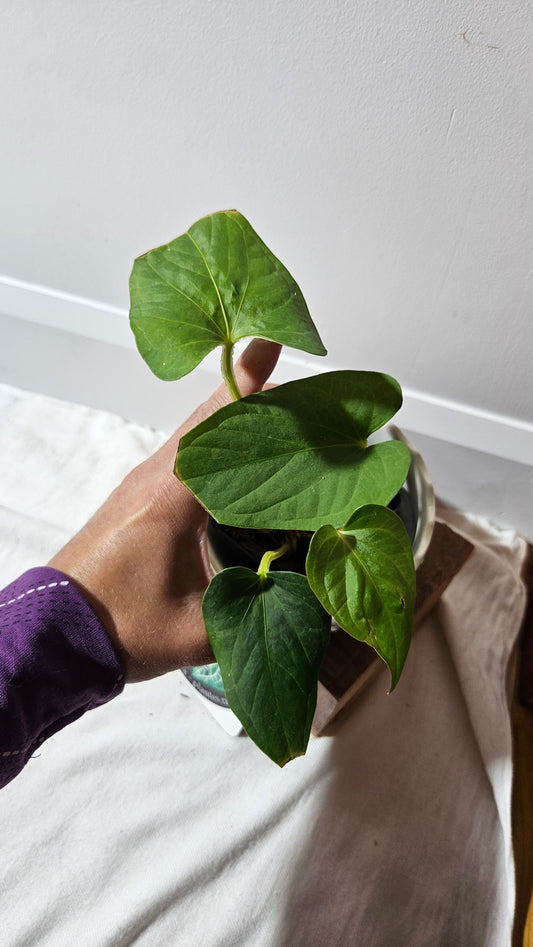 Anthurium  Tiwintza Aff Velvet "format MOYEN" (ANT-226)
