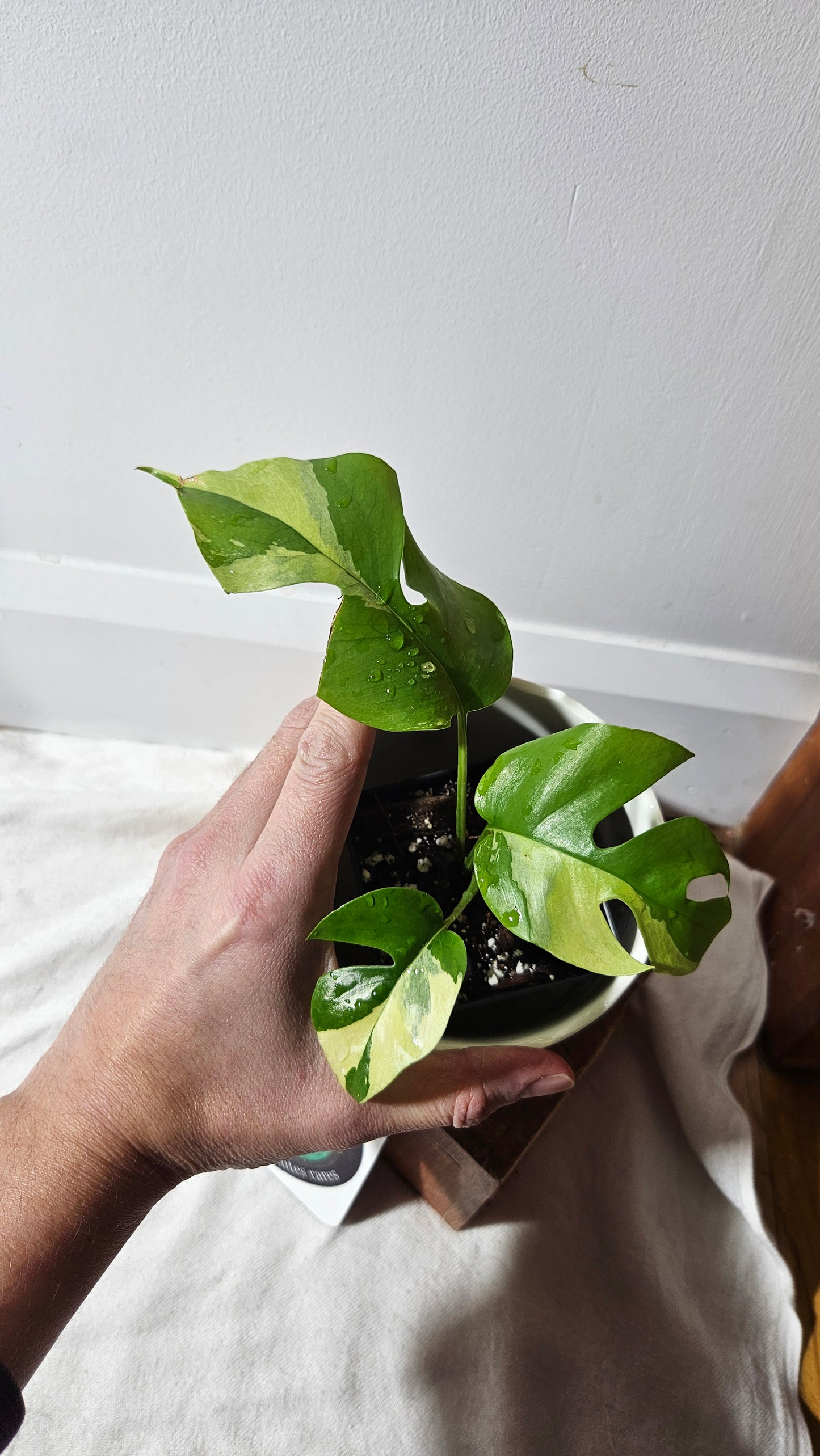 Rhaphidophora Tetrasperma Variegata (AUT-055)