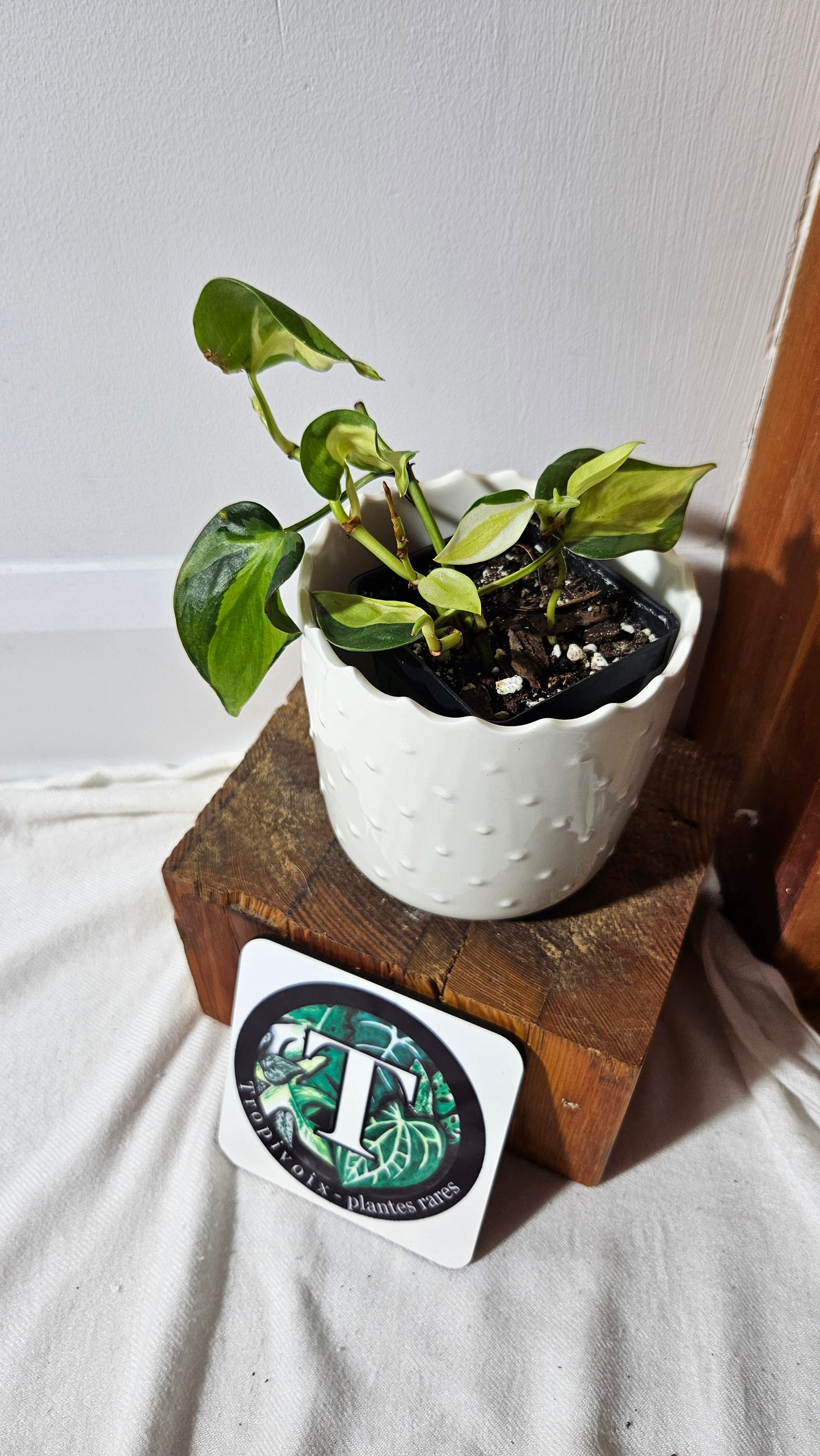 Philodendron Hederaceum Cream Splash (PHI-847)