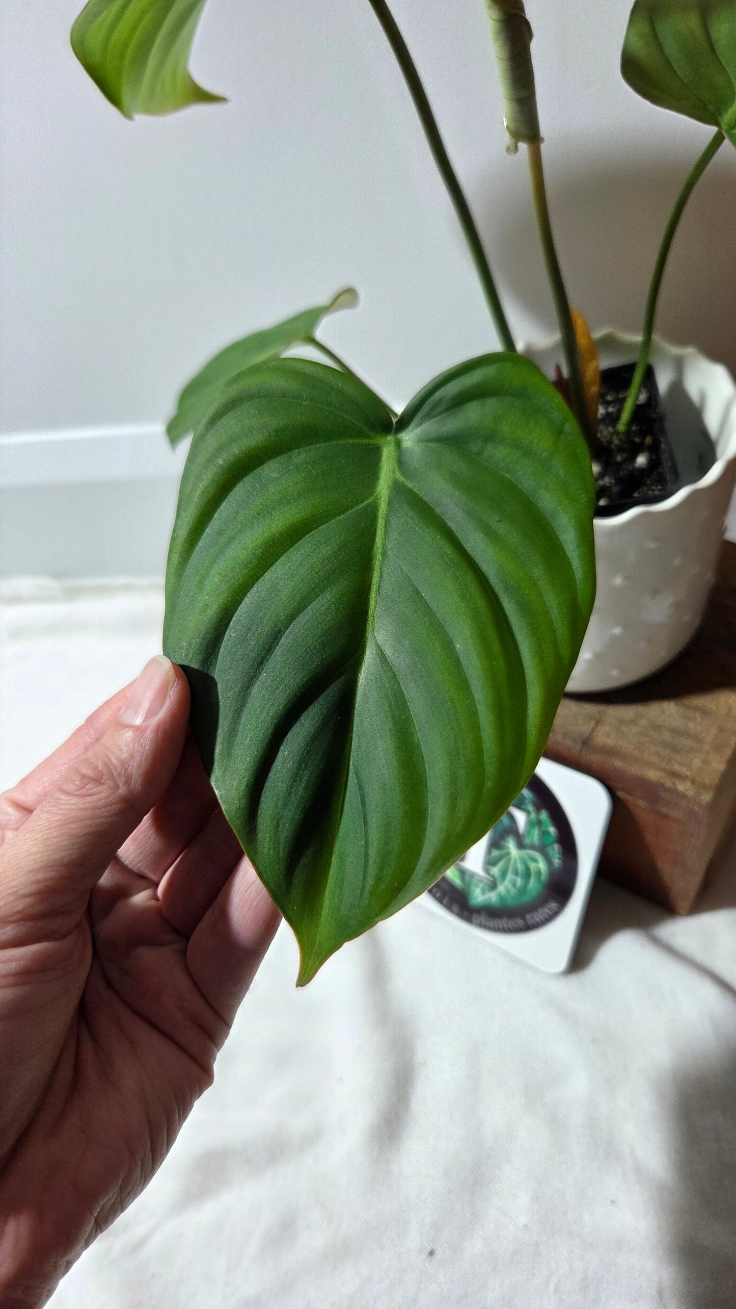 Philodendron Dean McDowell (PHI-992)