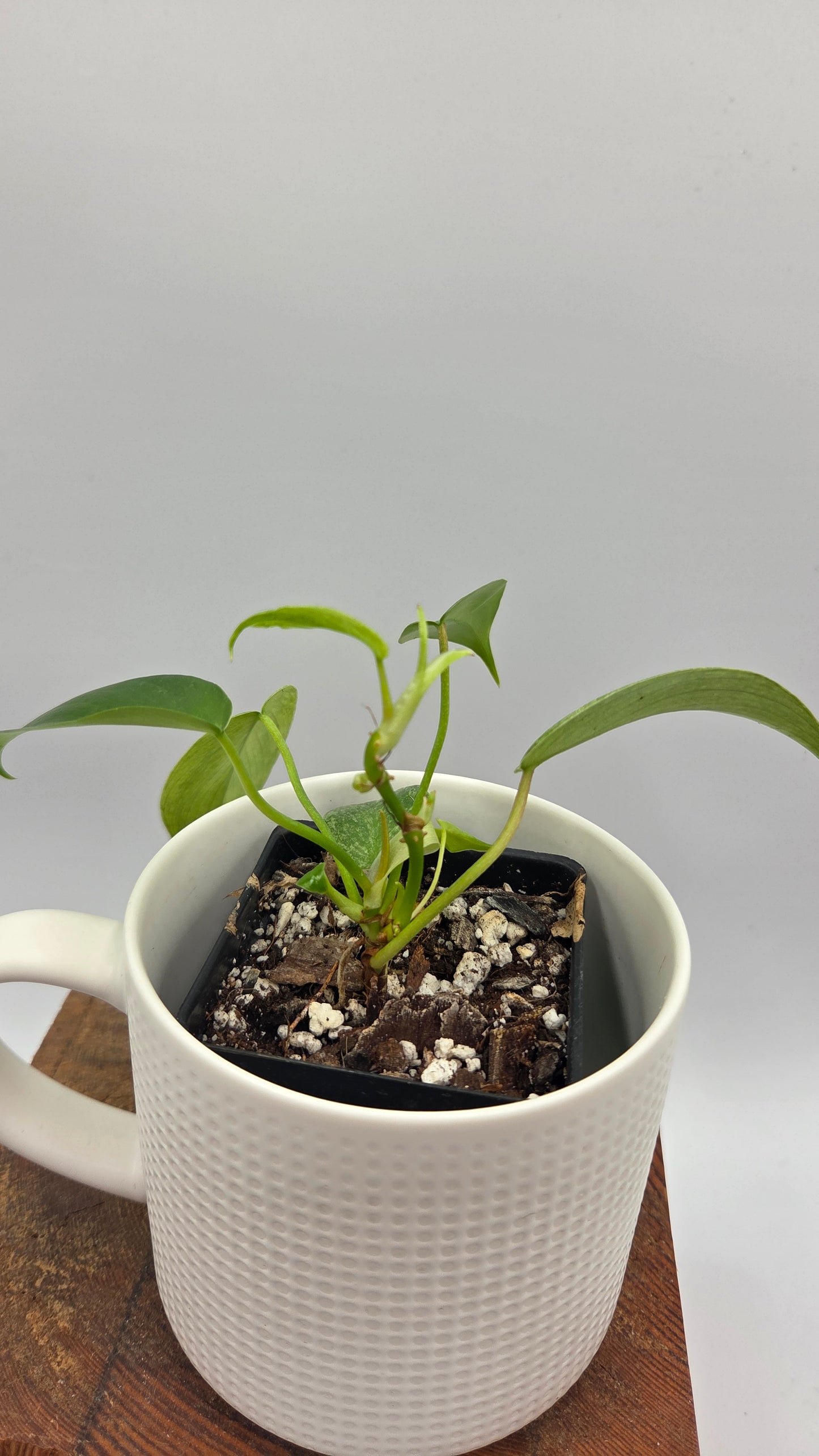 Philodendron Florida Ghost (PHI-1032)