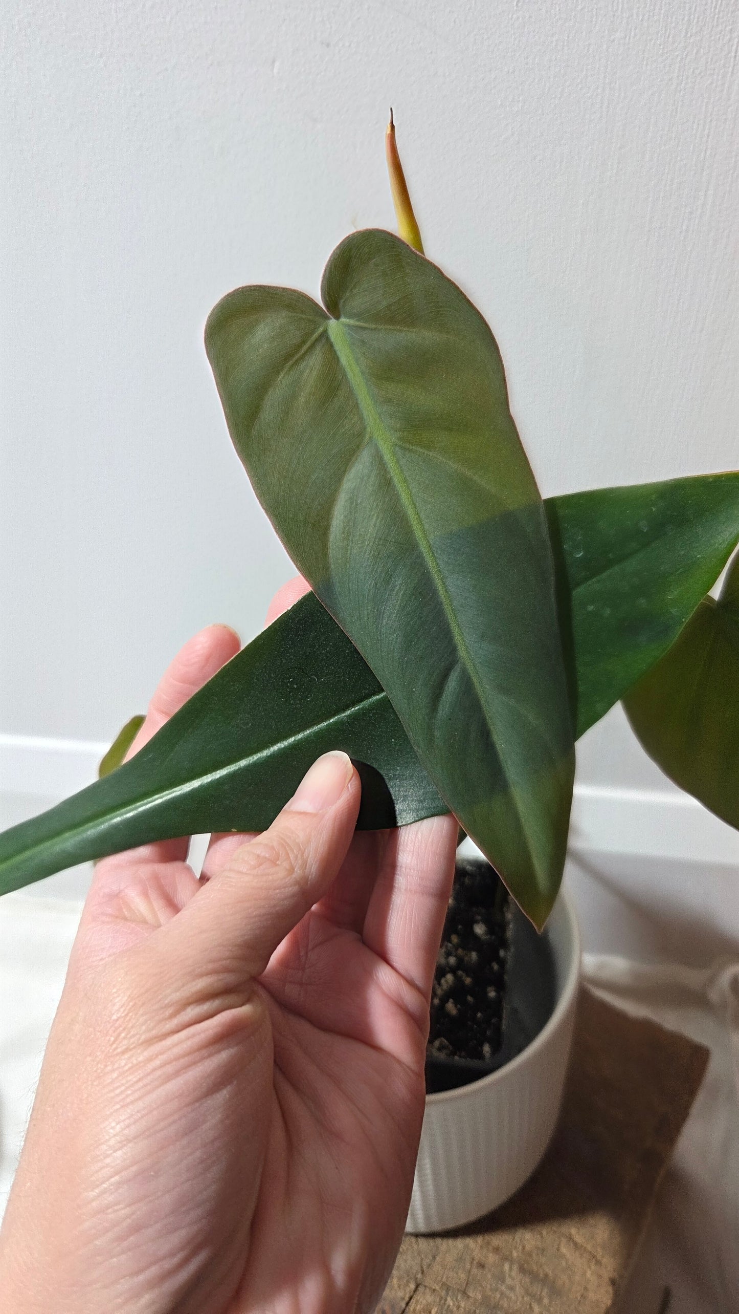 Philodendron Maximum (PHI-982)